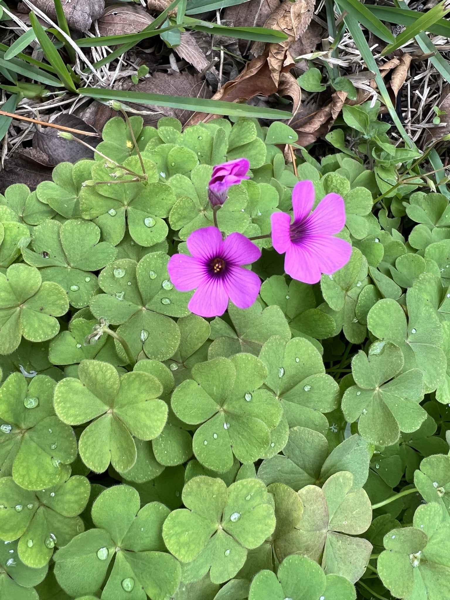 Oxalis articulata