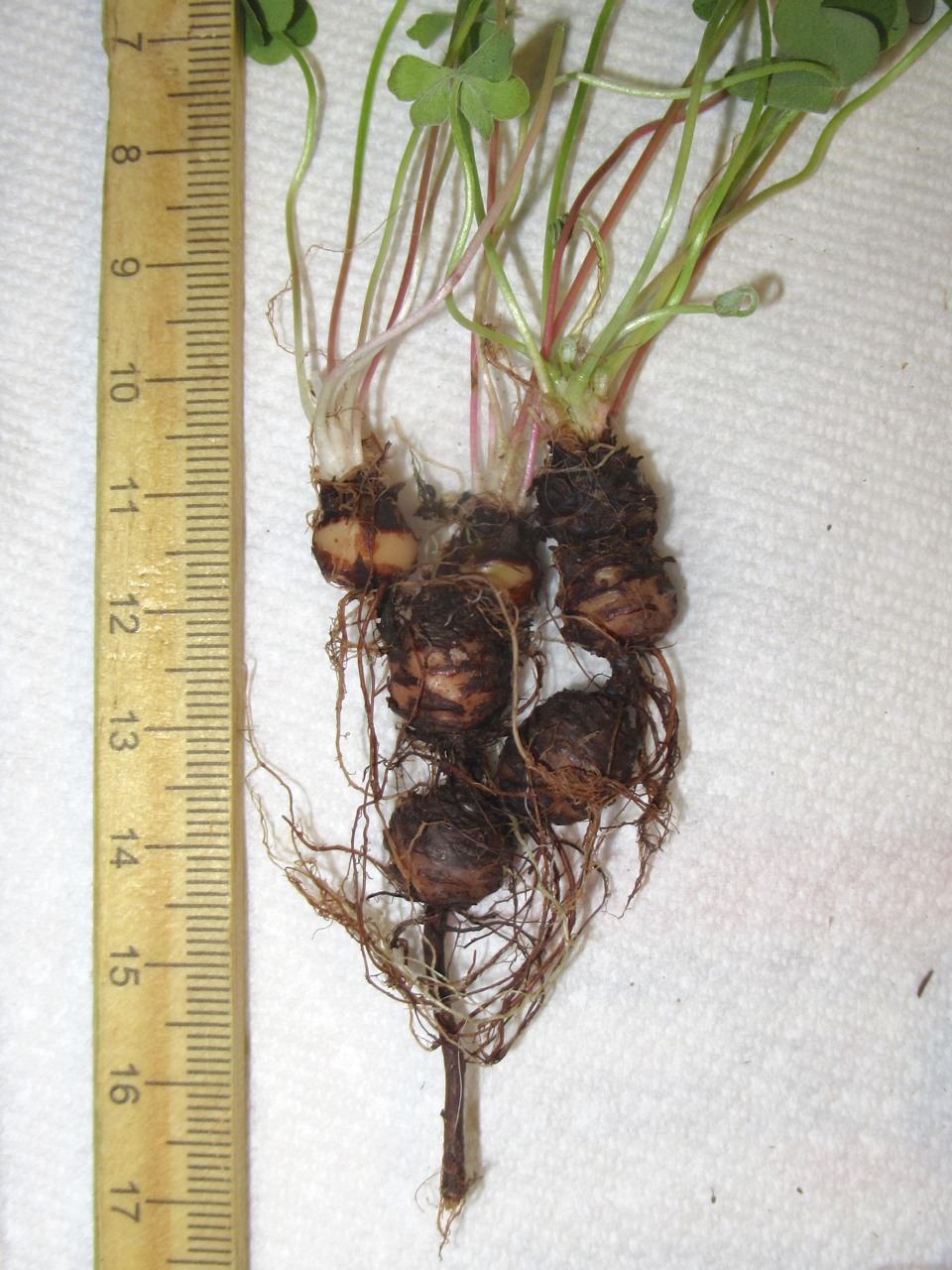 Oxalis articulata