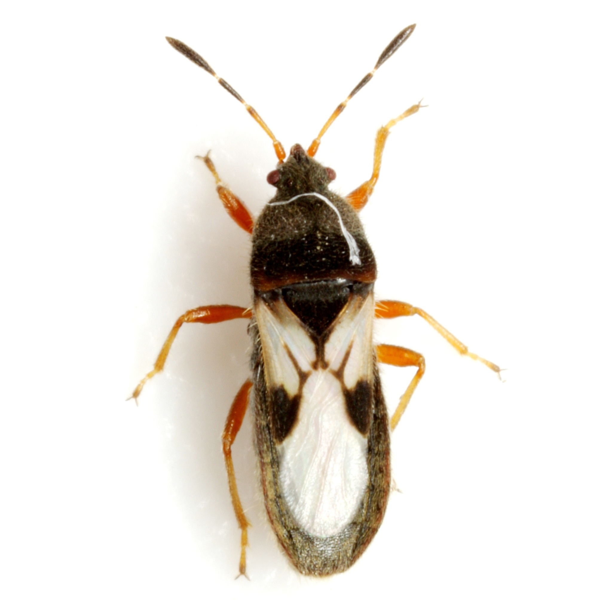 Blissus insularis