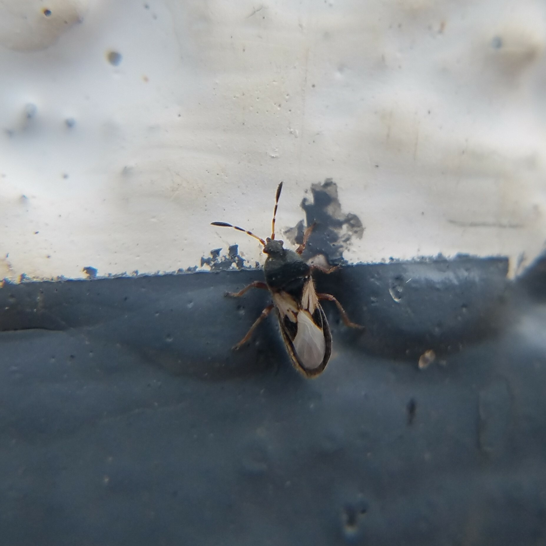 Blissus insularis
