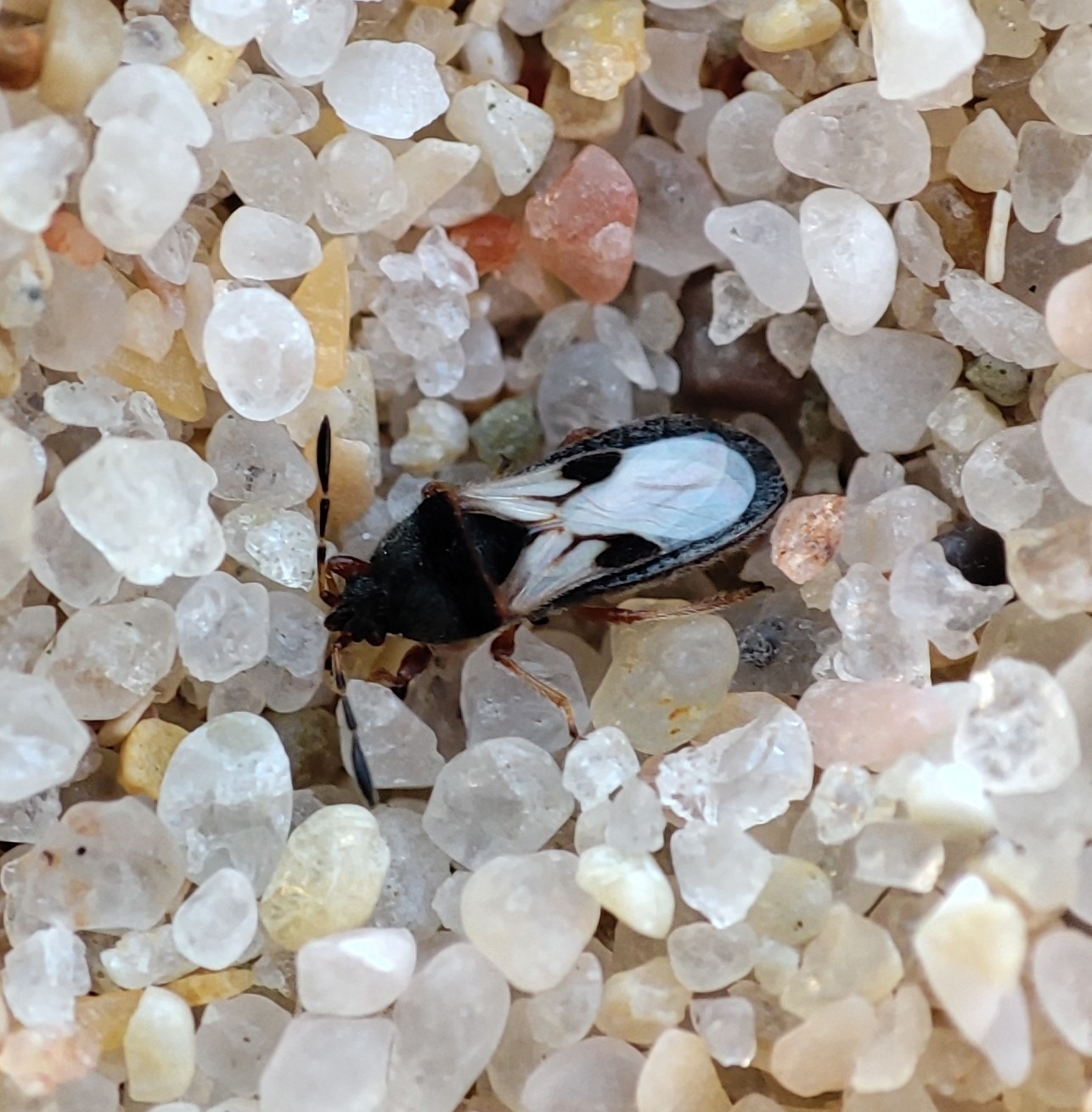Blissus insularis