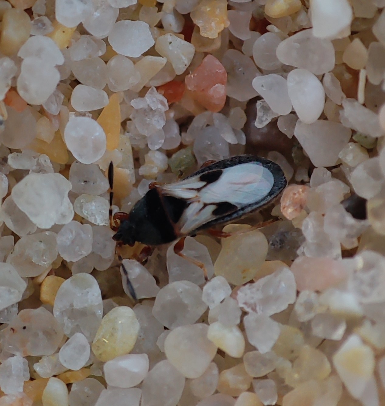 Blissus insularis
