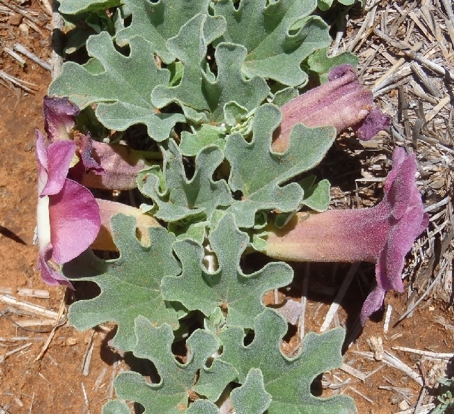 Harpagophytum procumbens