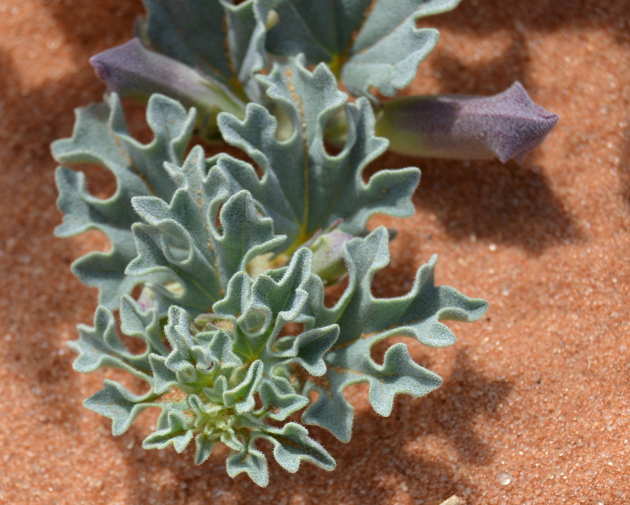 Harpagophytum procumbens