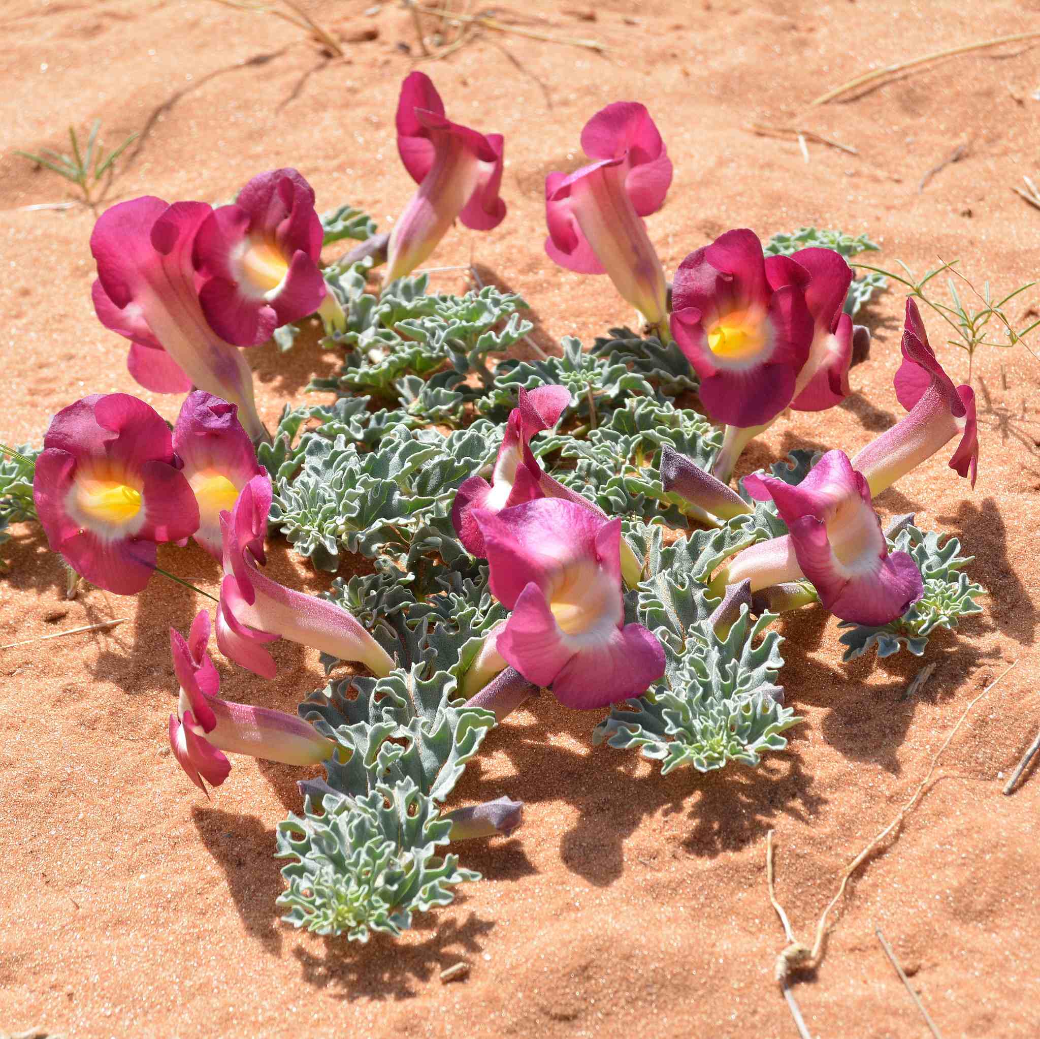 Harpagophytum procumbens