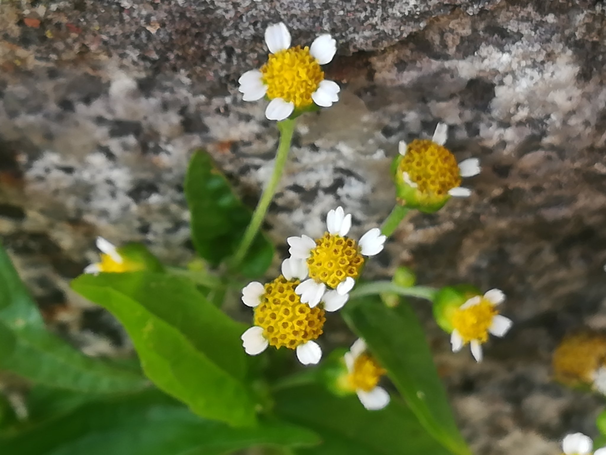 Galinsoga parviflora