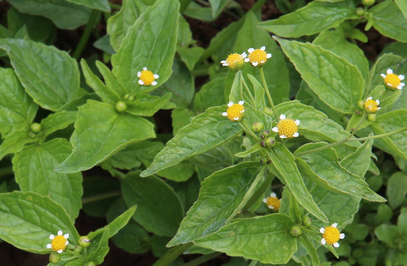 Galinsoga parviflora