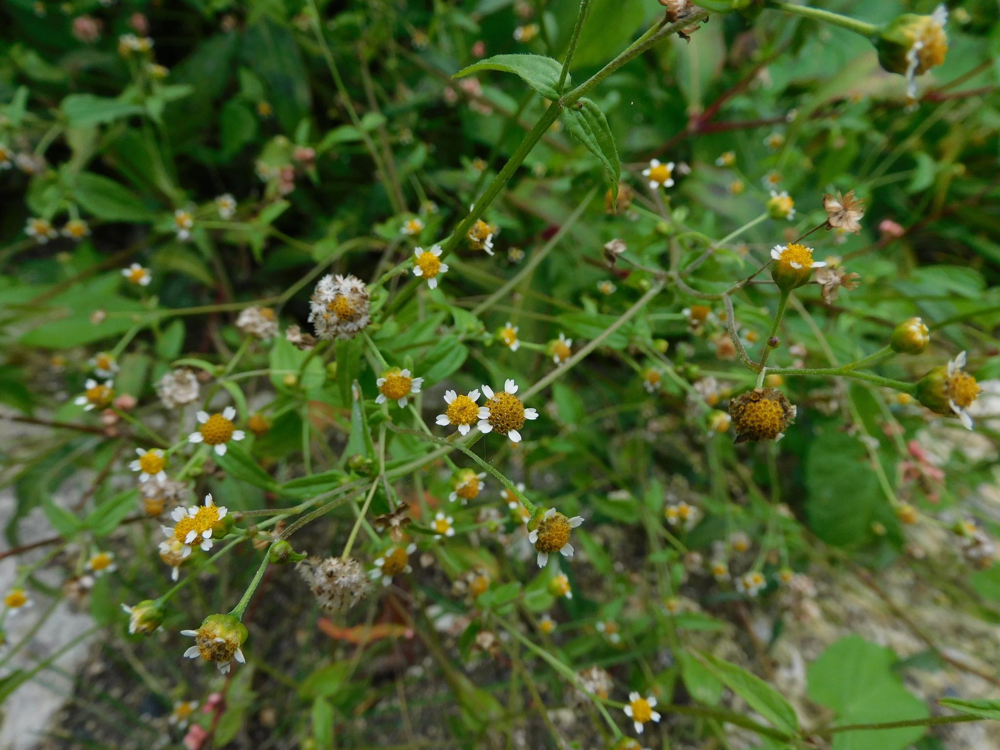 Galinsoga parviflora