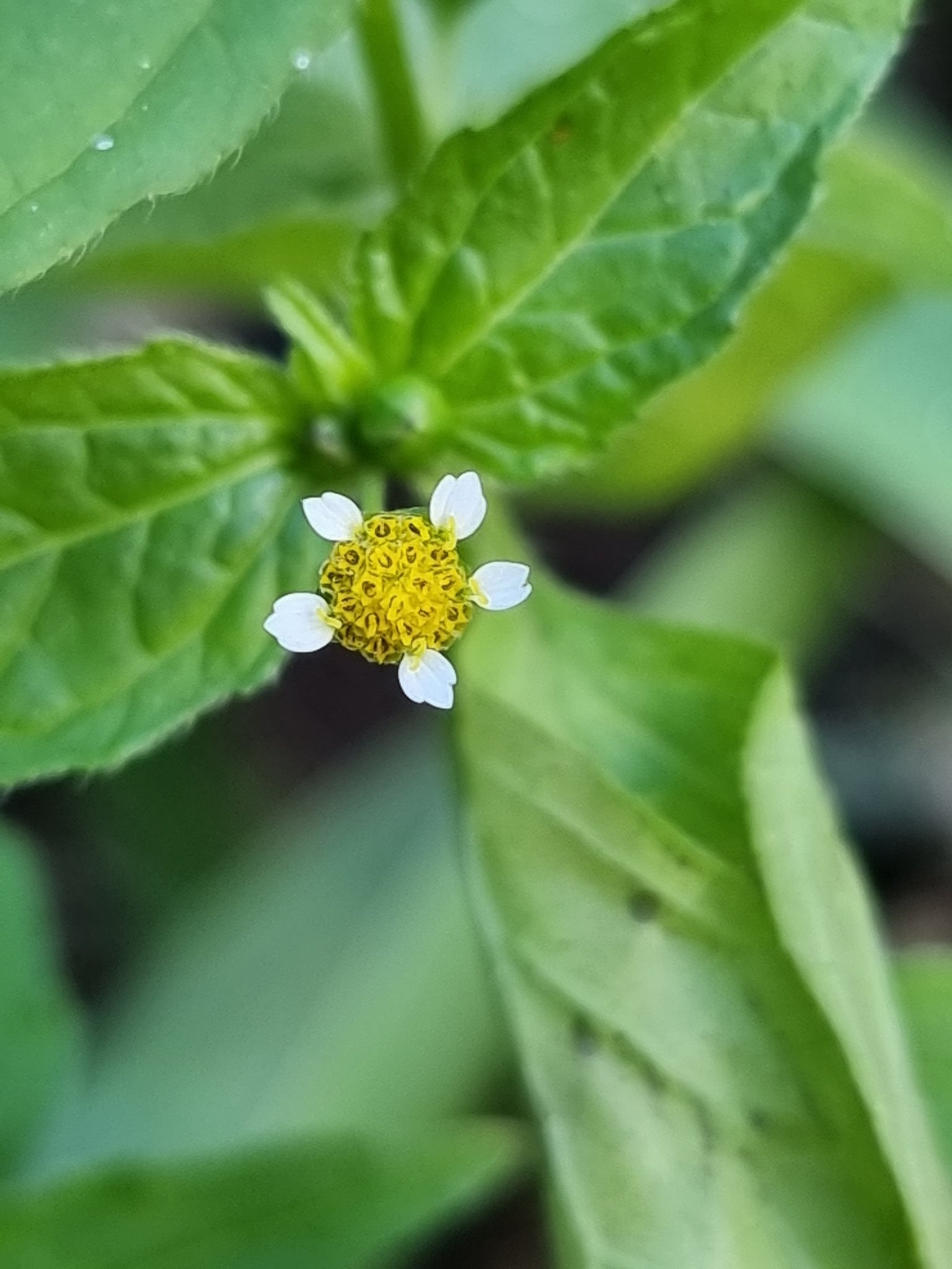 Galinsoga parviflora