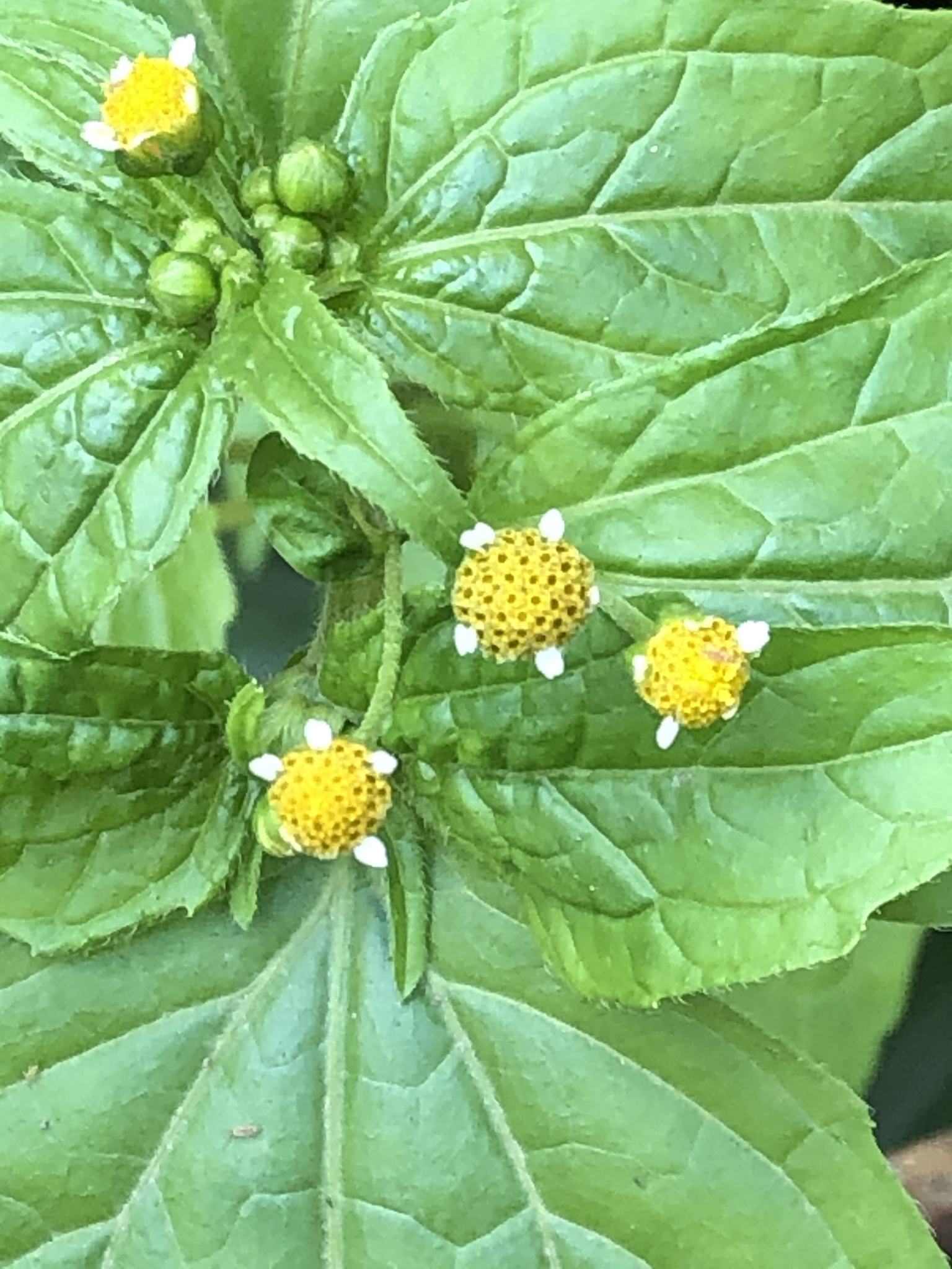 Galinsoga parviflora