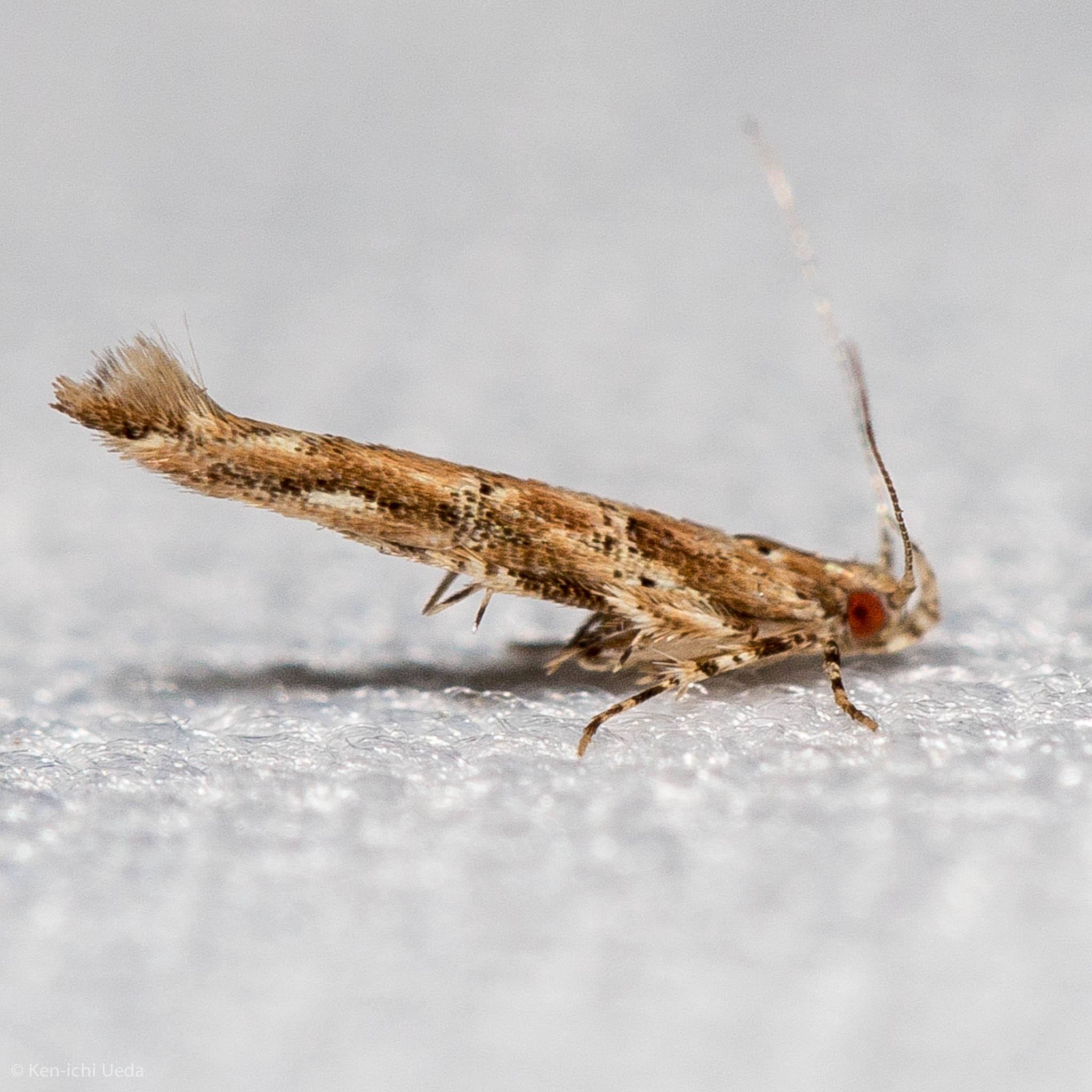 Anatrachyntis badia