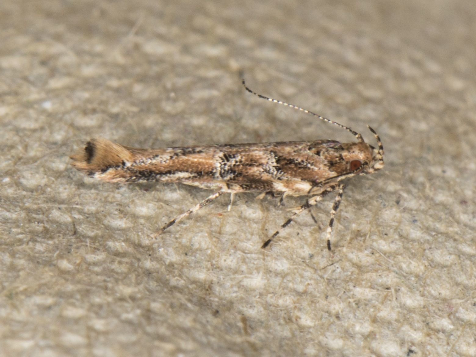Anatrachyntis badia