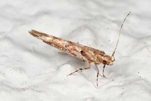 Anatrachyntis badia