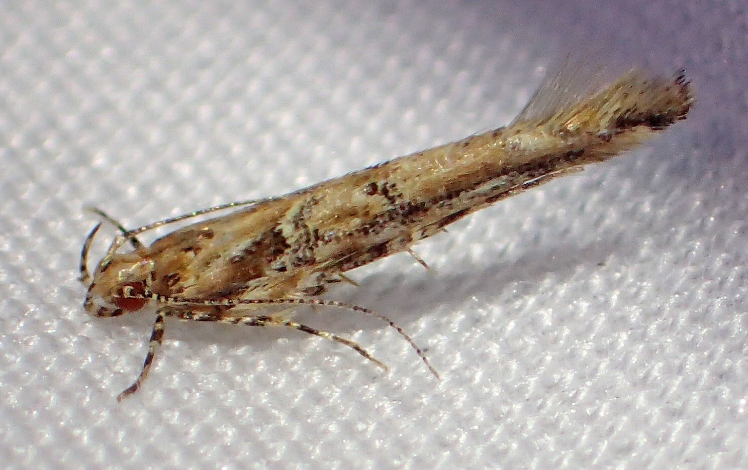 Anatrachyntis badia