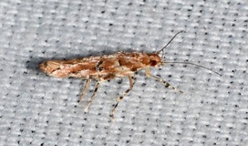 Anatrachyntis badia