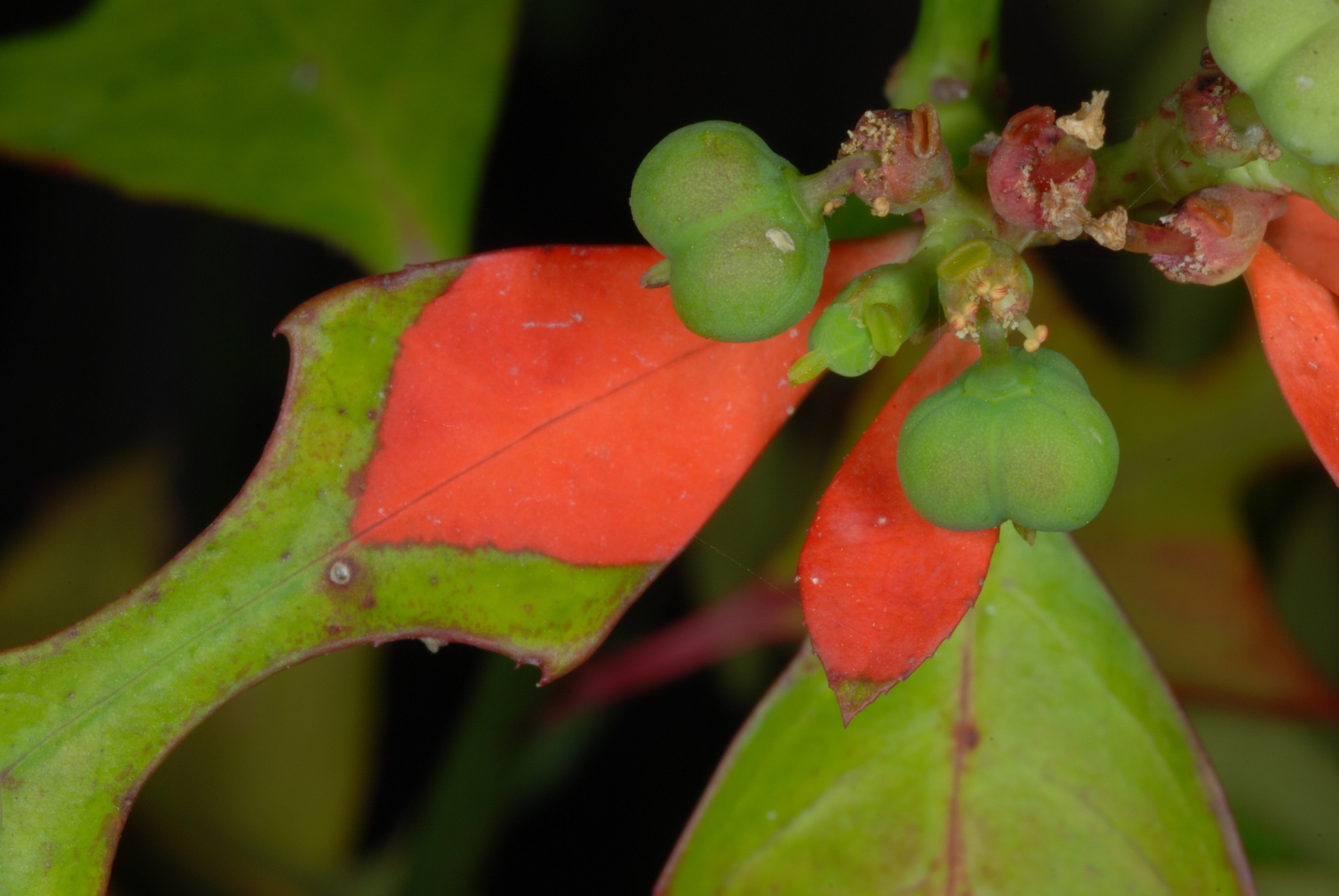 Euphorbia heterophylla