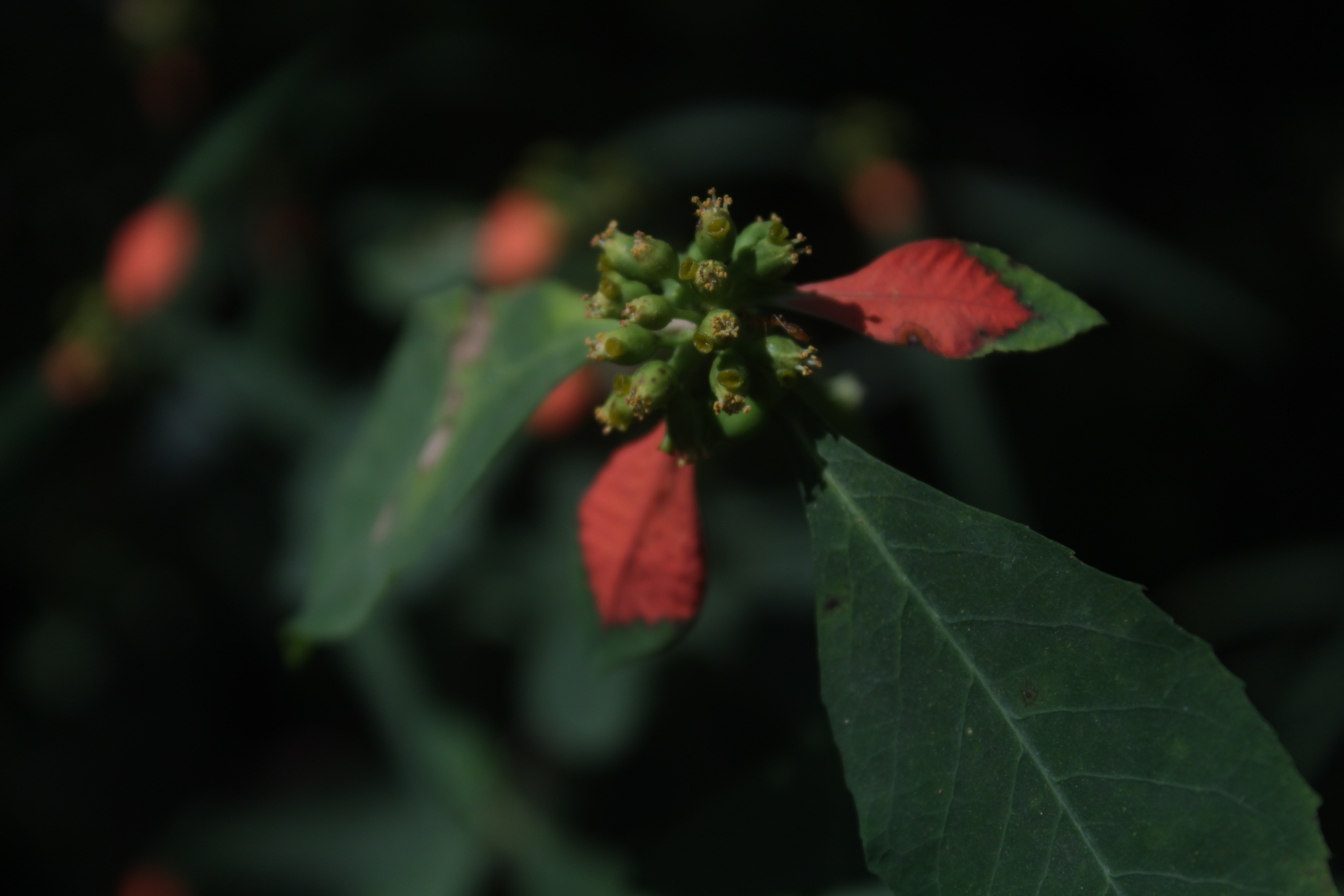 Euphorbia heterophylla