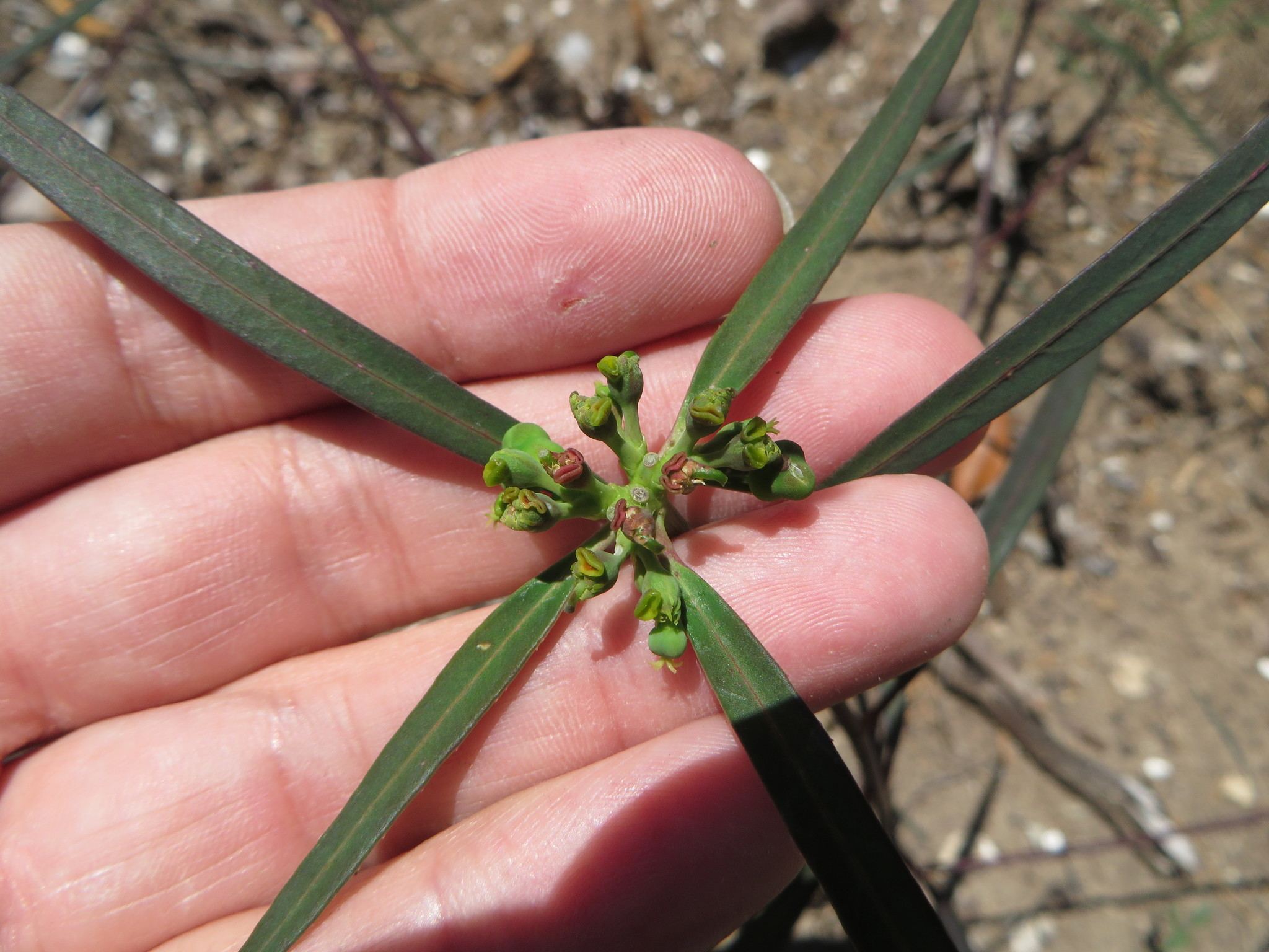 Euphorbia heterophylla