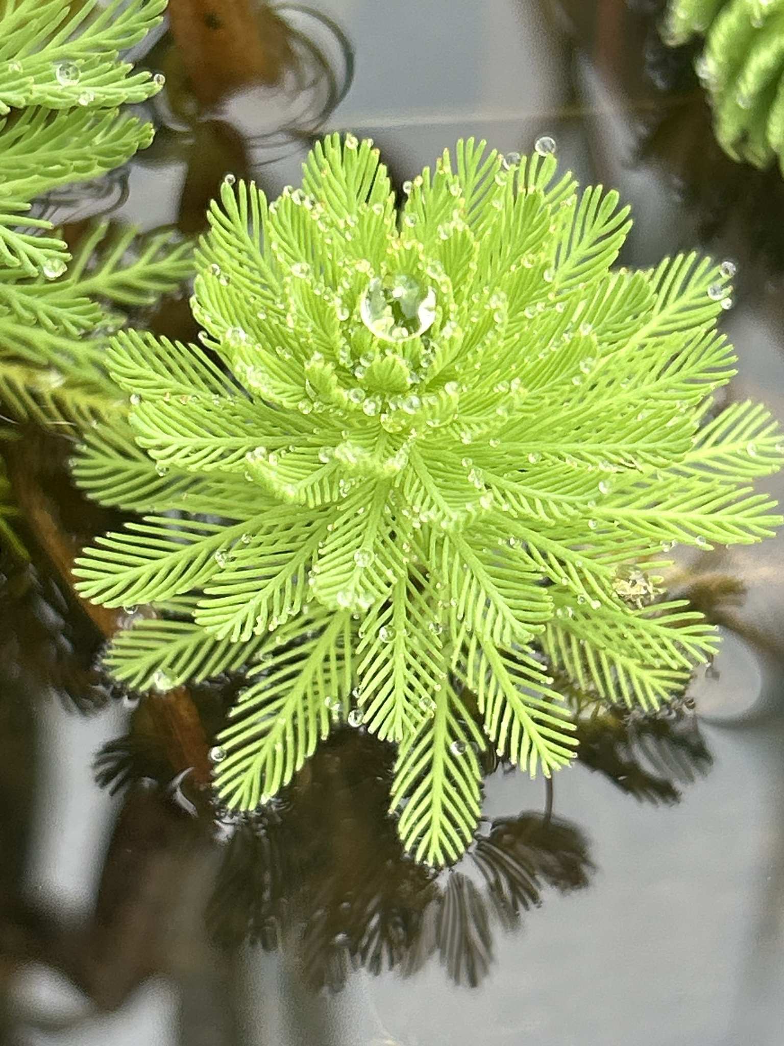 Myriophyllum aquaticum