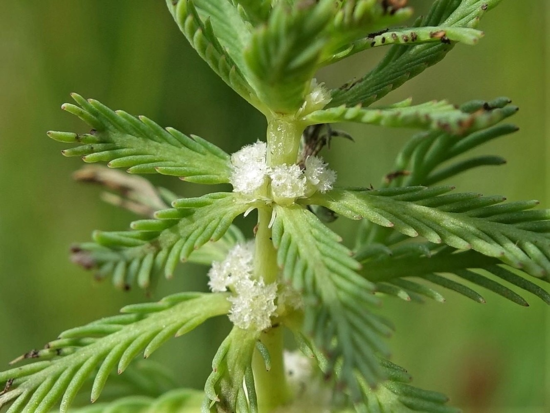 Myriophyllum aquaticum