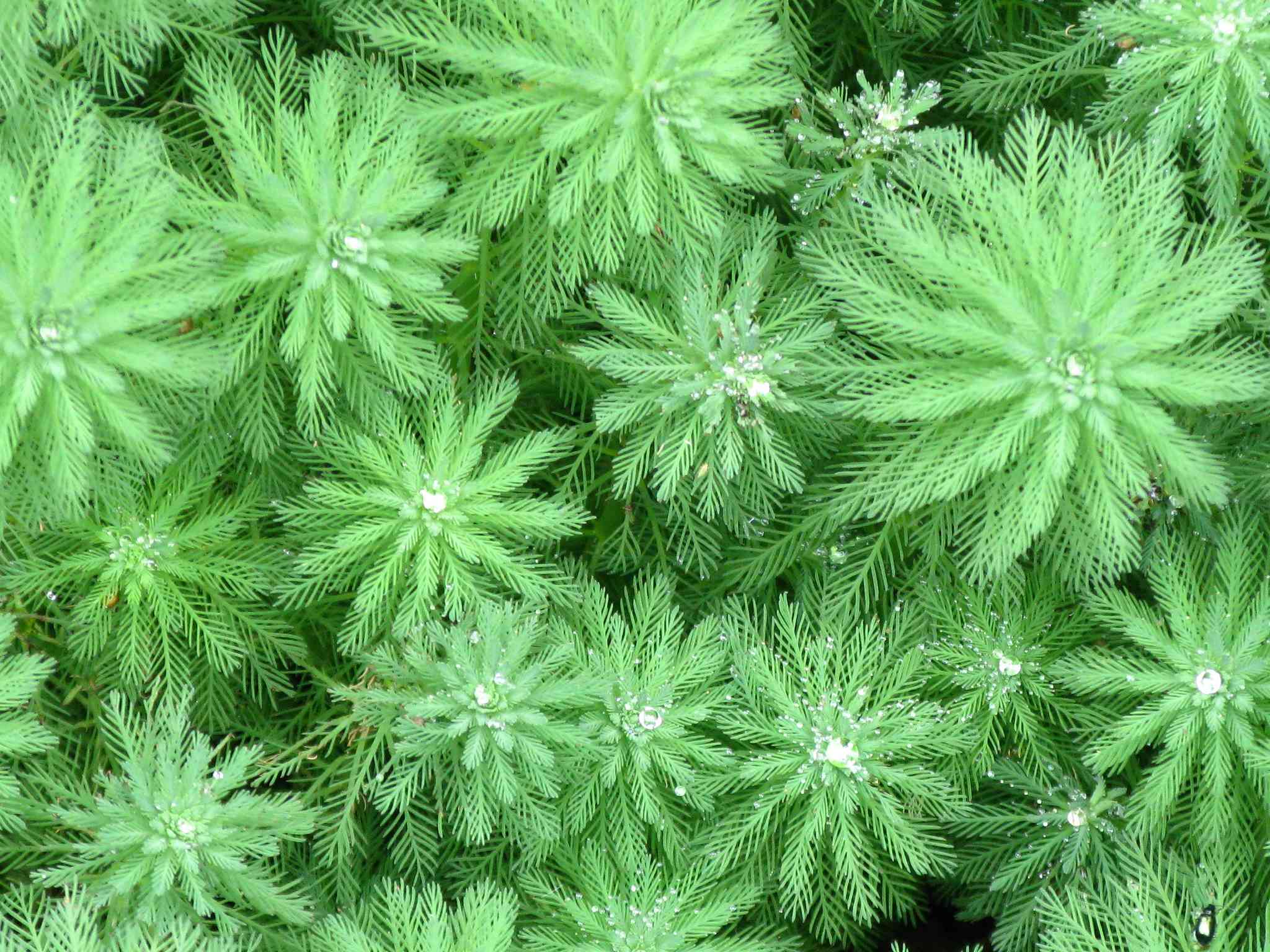 Myriophyllum aquaticum