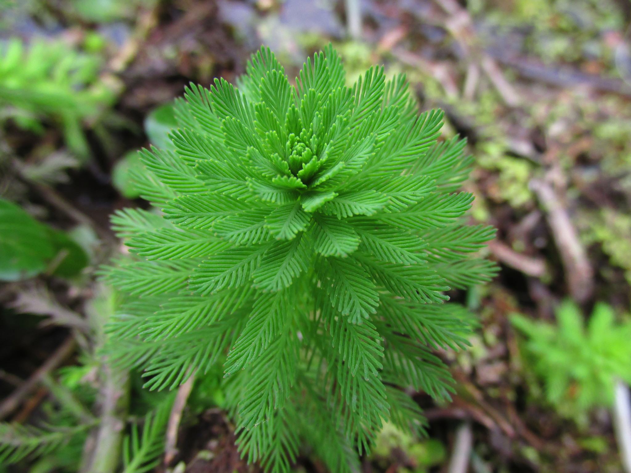 Myriophyllum aquaticum