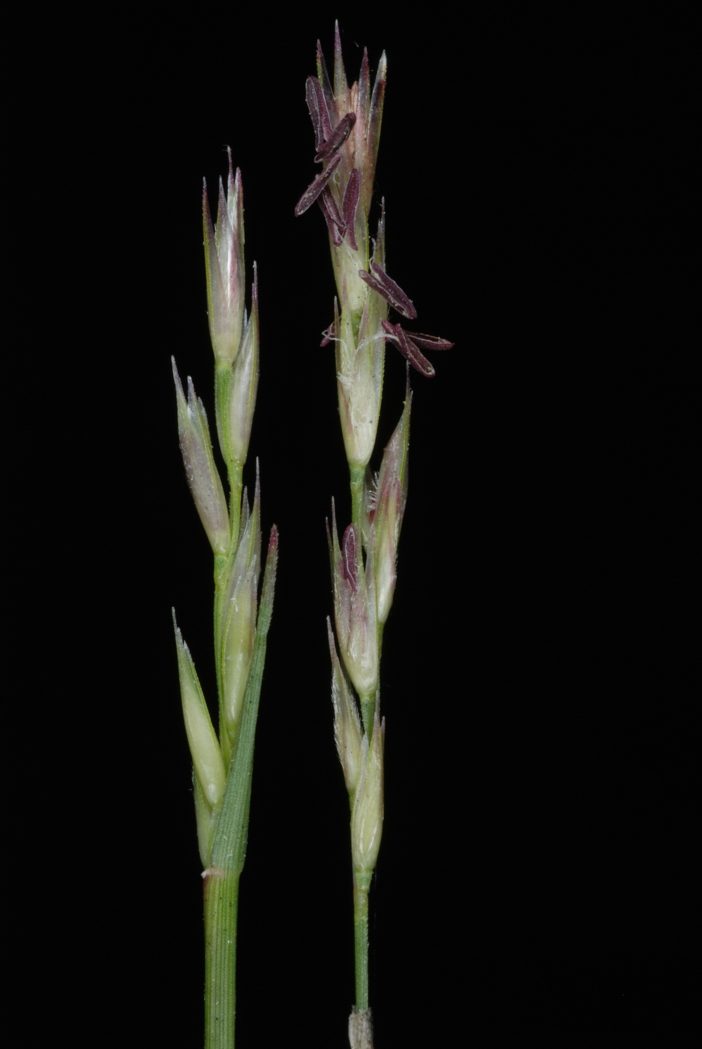 Sporobolus vaginiflorus