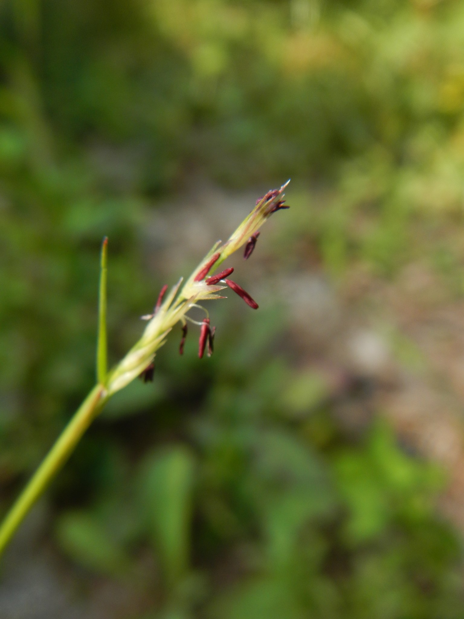 Sporobolus vaginiflorus