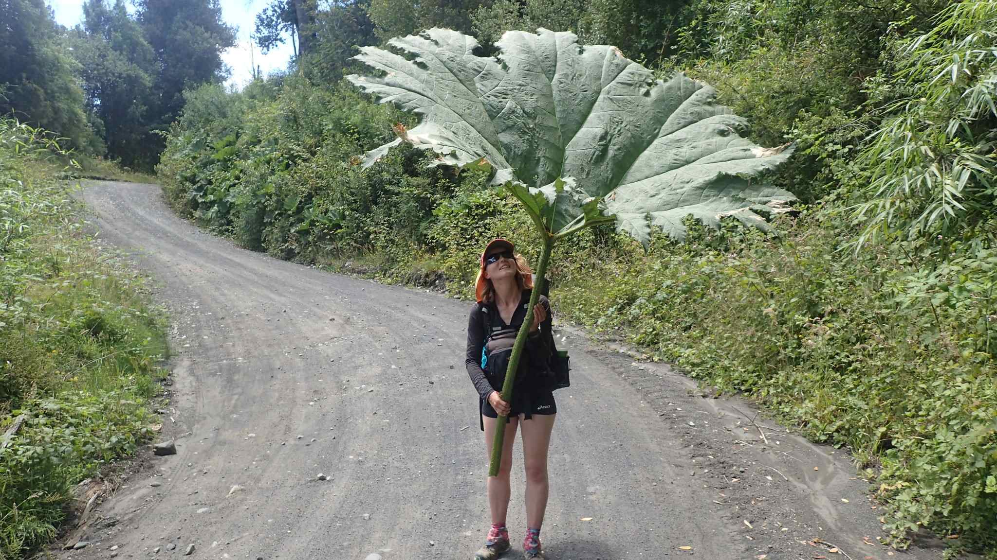 Gunnera tinctoria