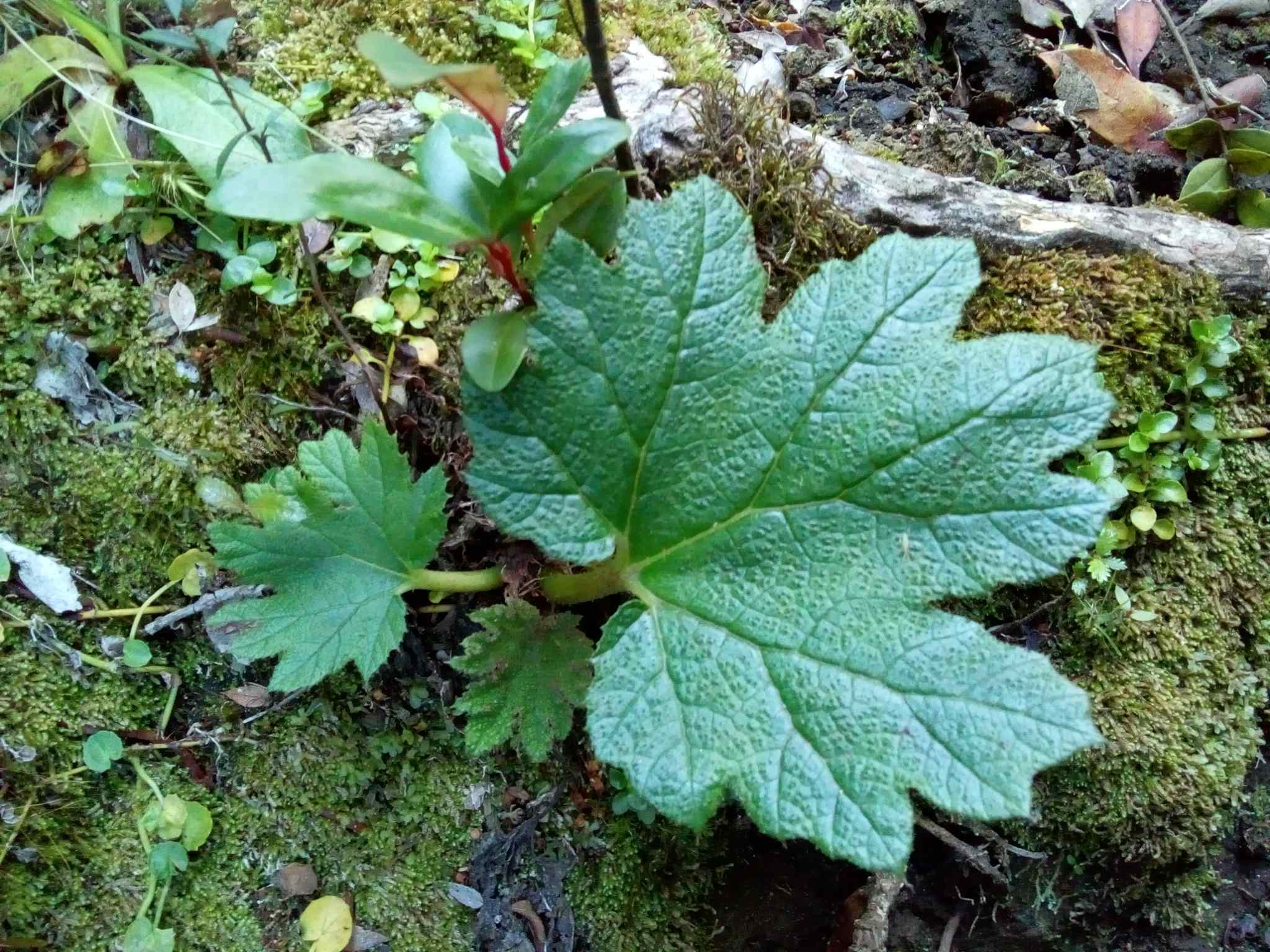Gunnera tinctoria