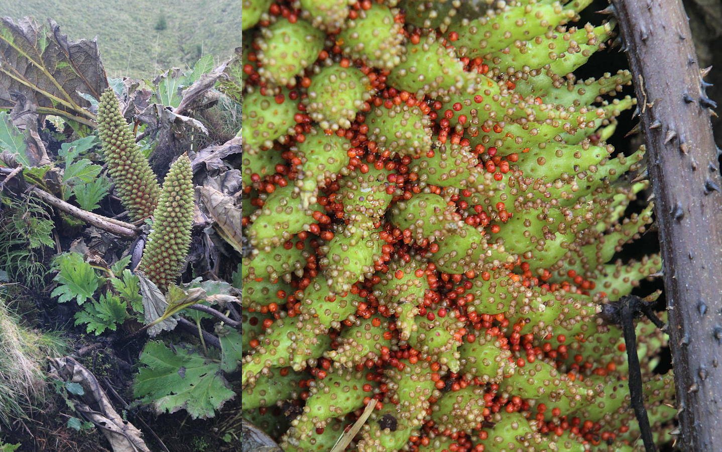 Gunnera tinctoria