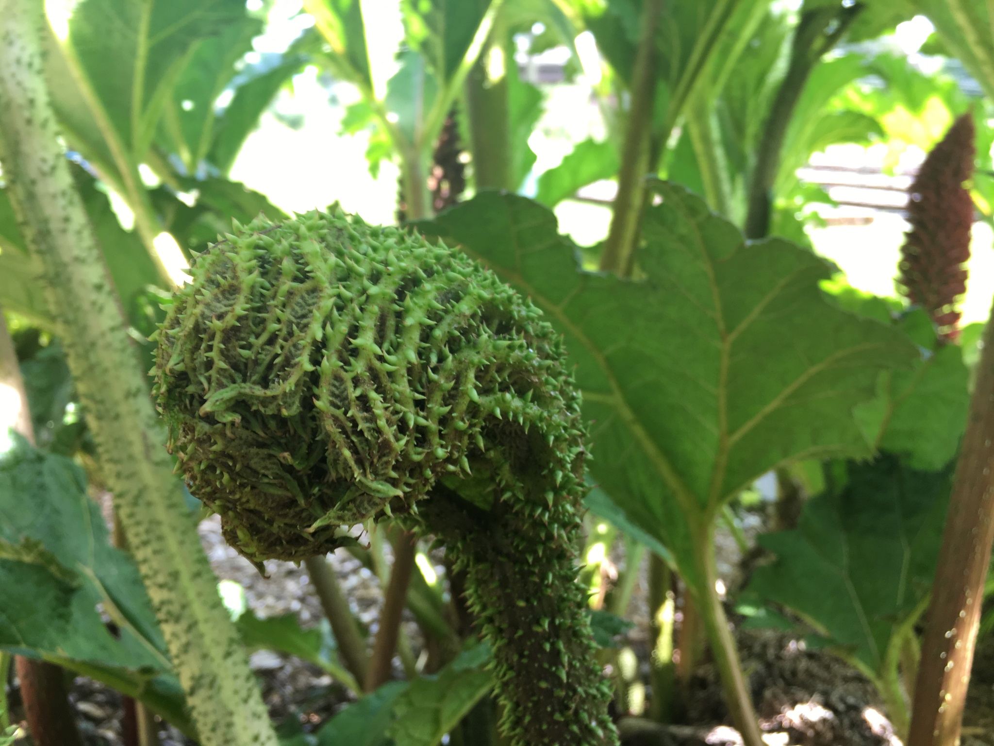 Gunnera tinctoria