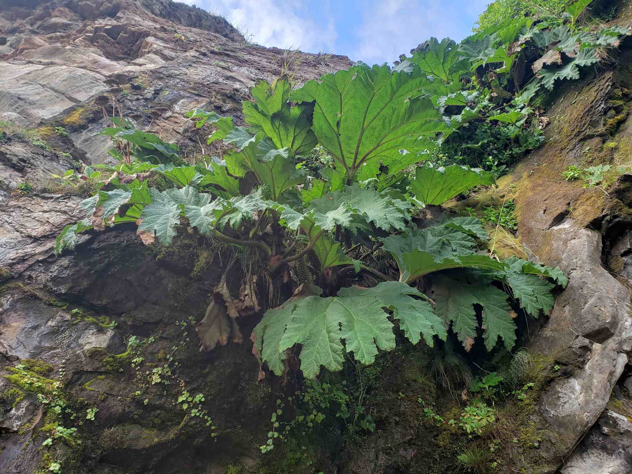 Gunnera tinctoria