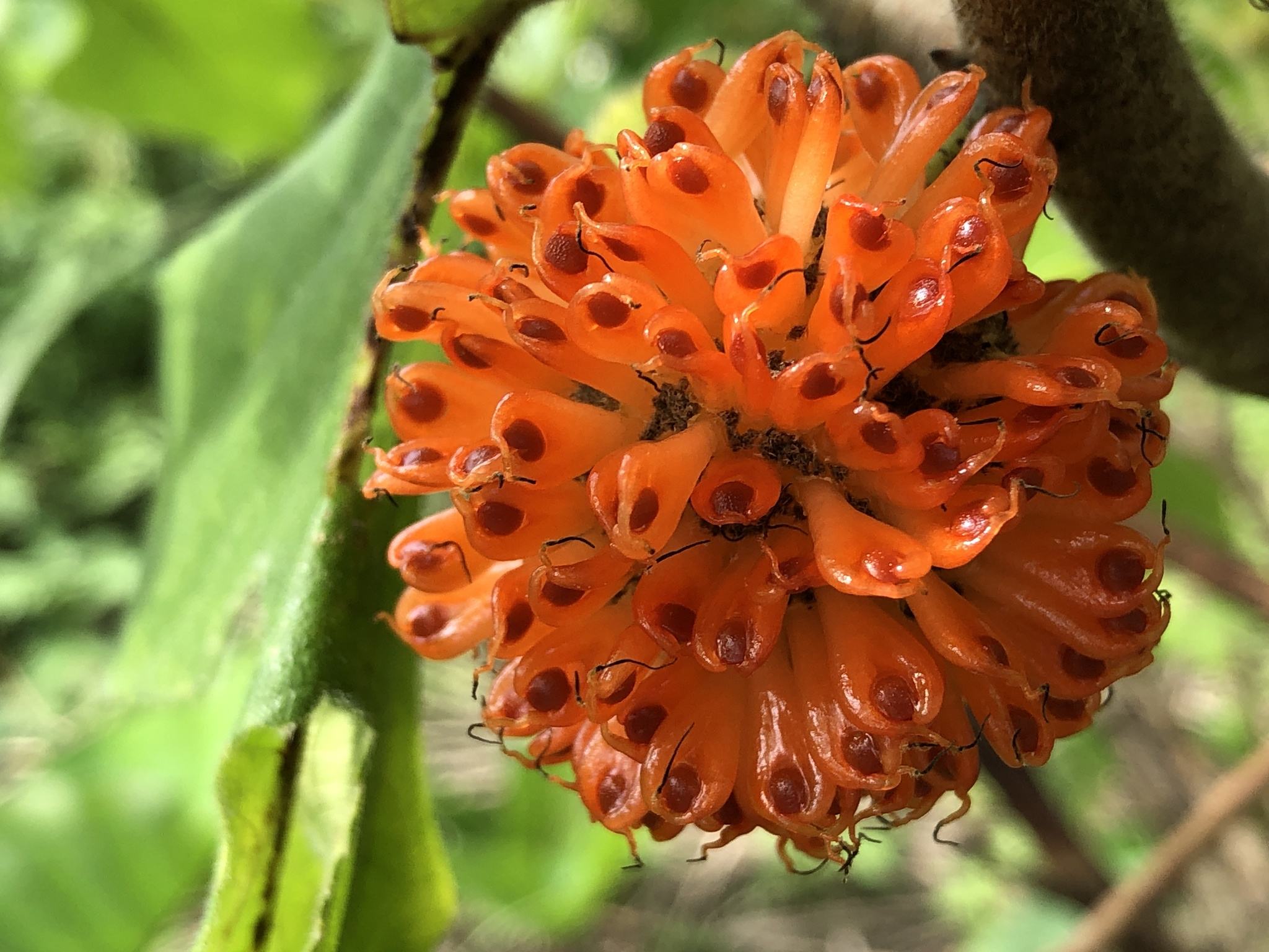 Broussonetia papyrifera
