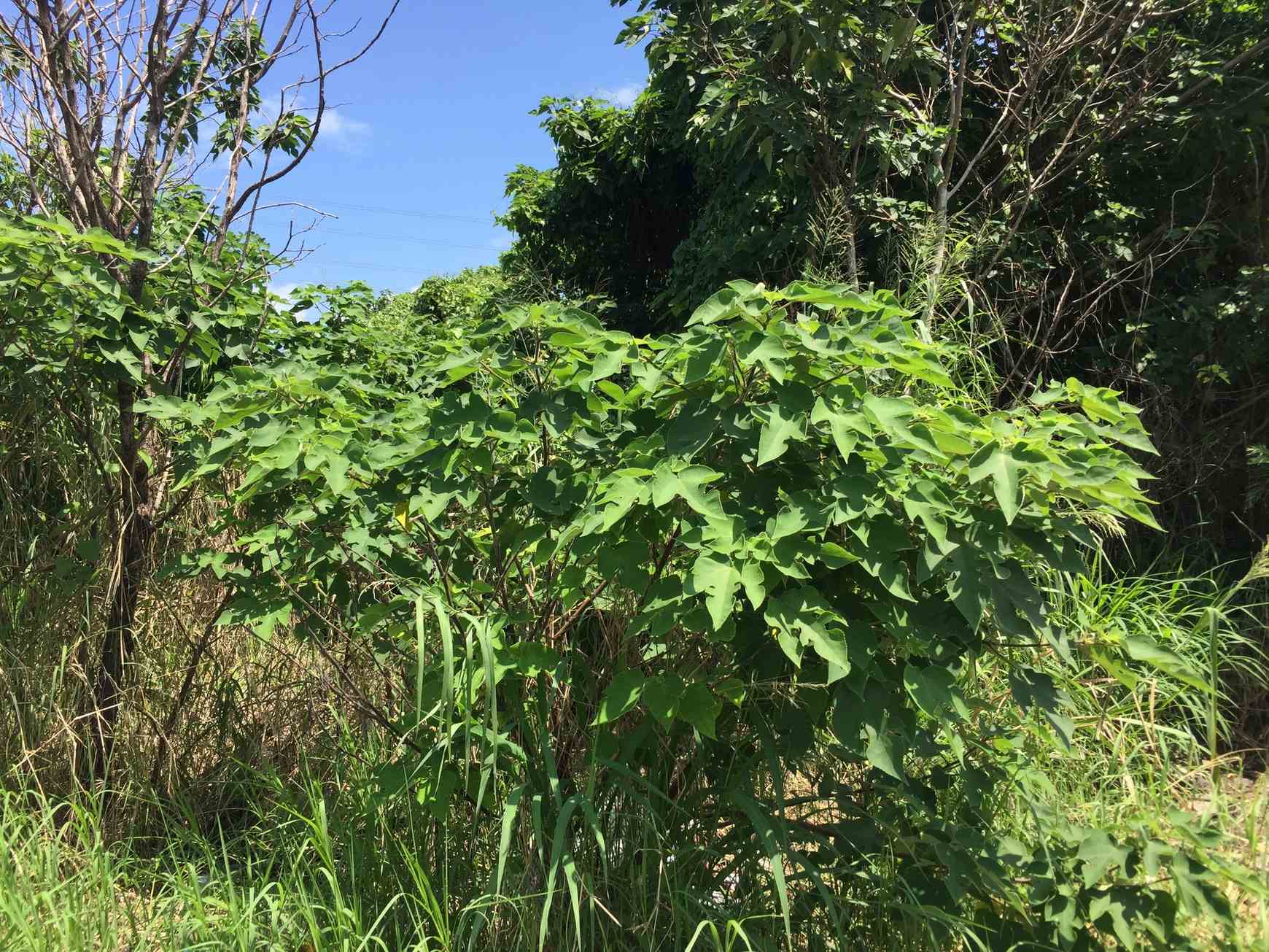 Broussonetia papyrifera
