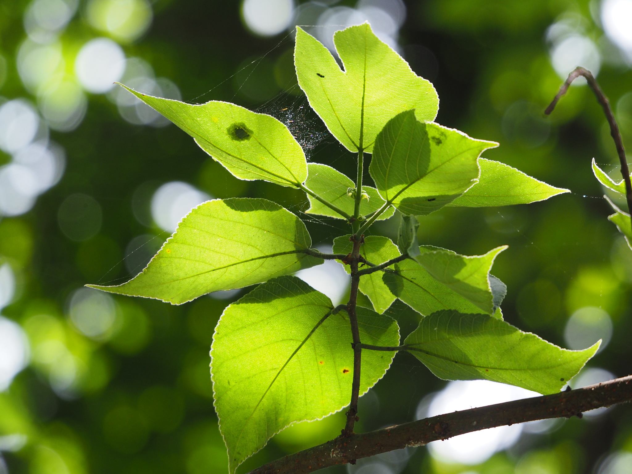 Broussonetia papyrifera