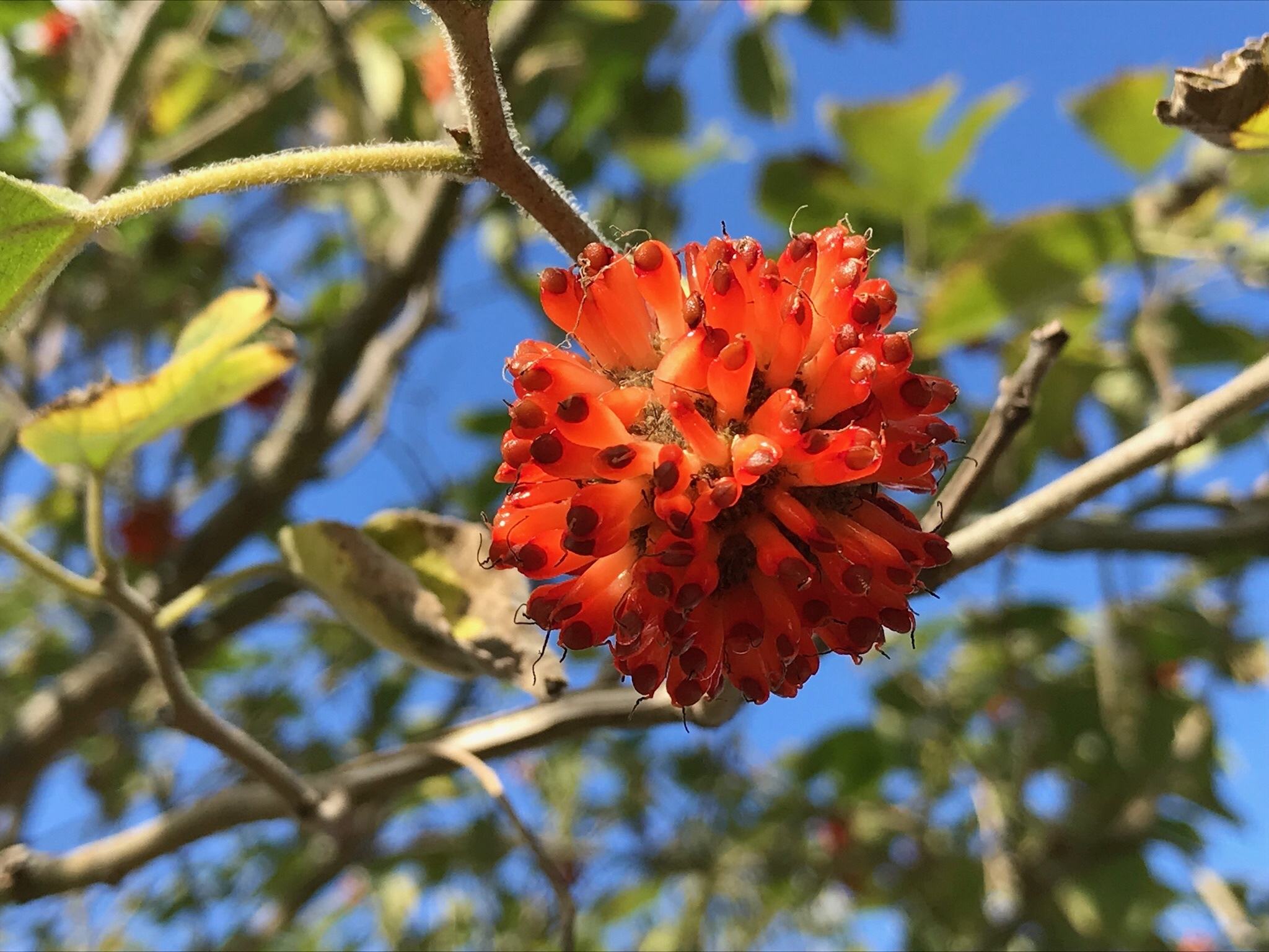 Broussonetia papyrifera