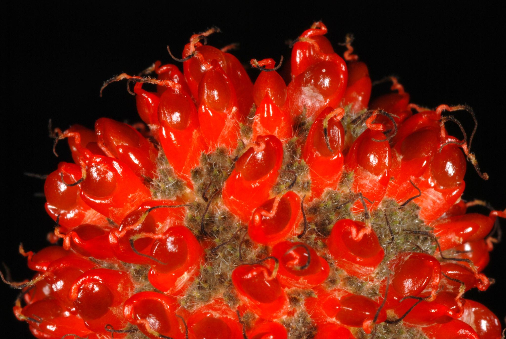 Broussonetia papyrifera