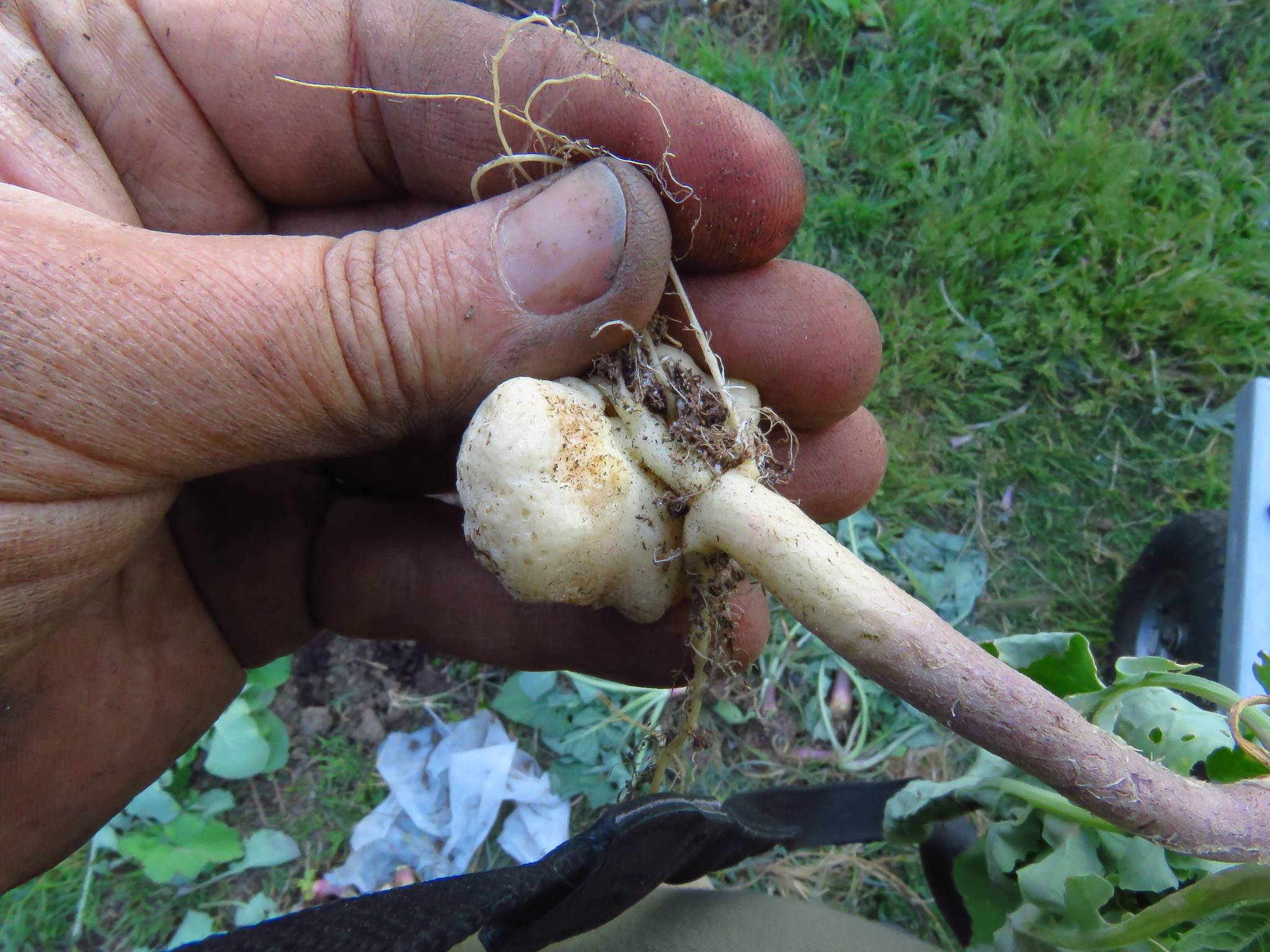 Plasmodiophora brassicae