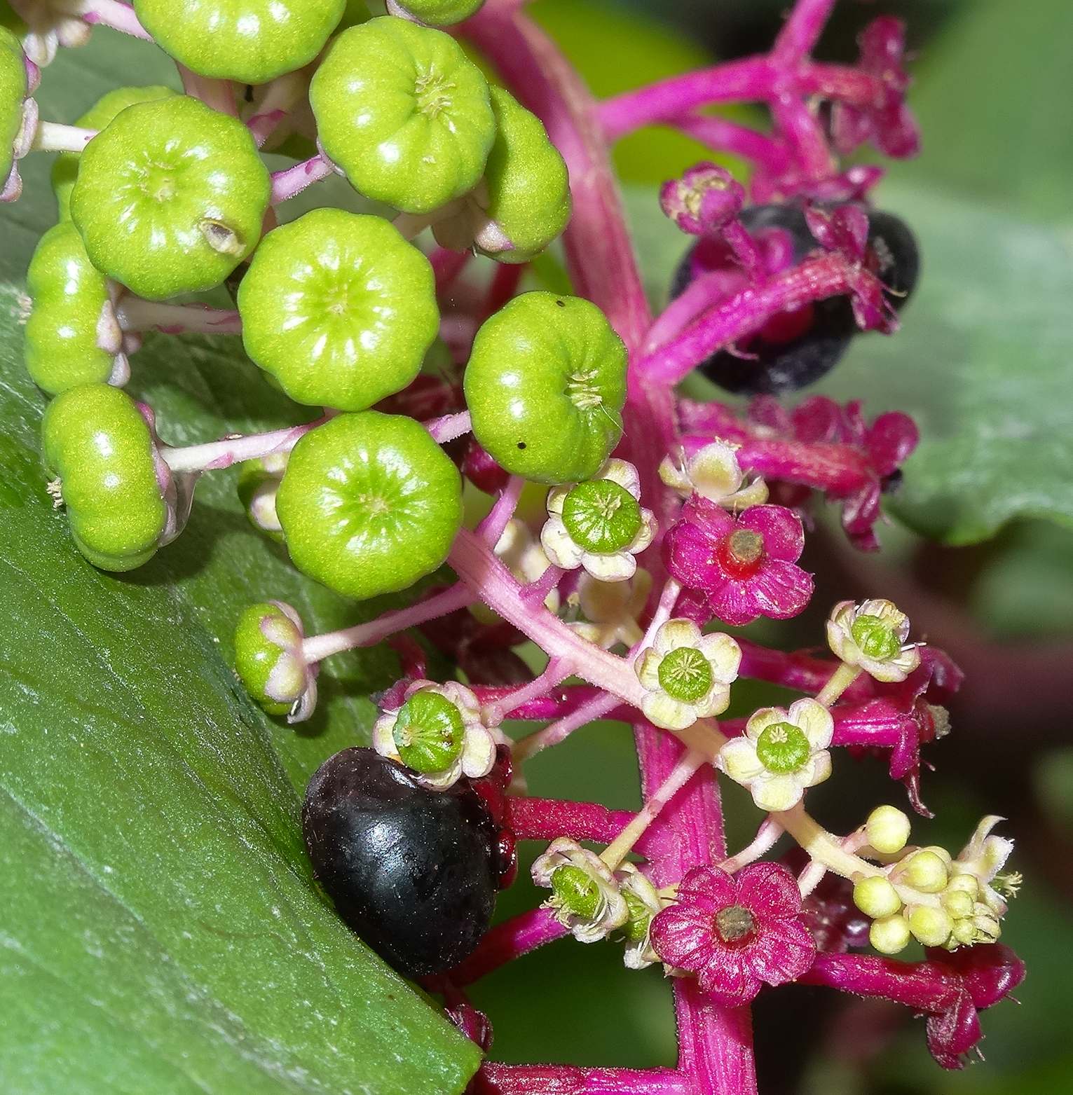 Phytolacca americana