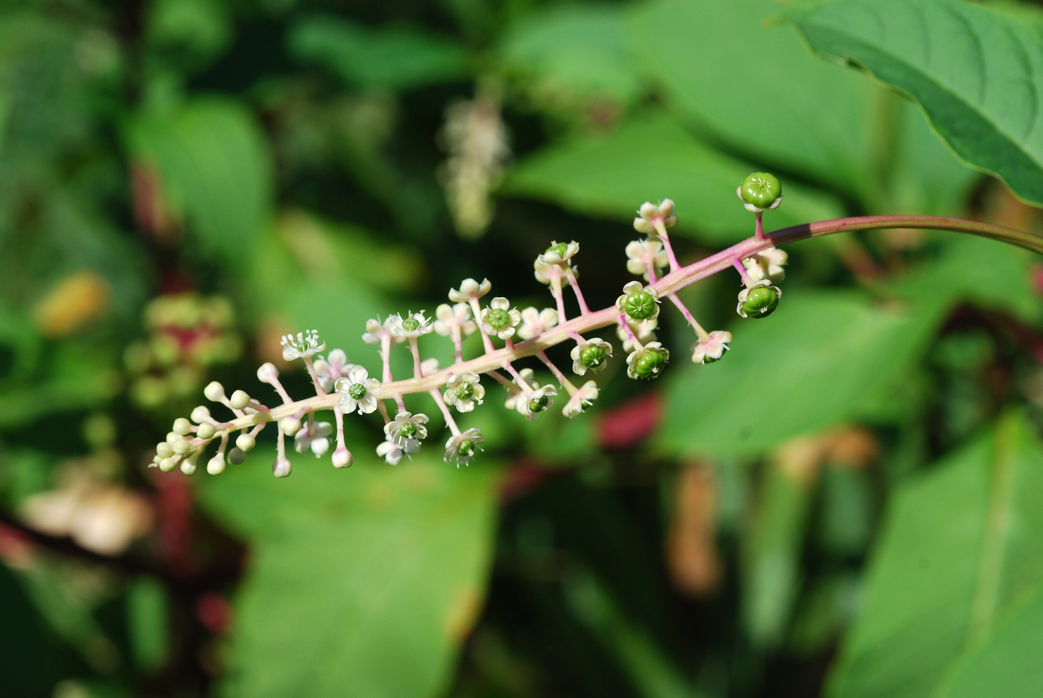 Phytolacca americana