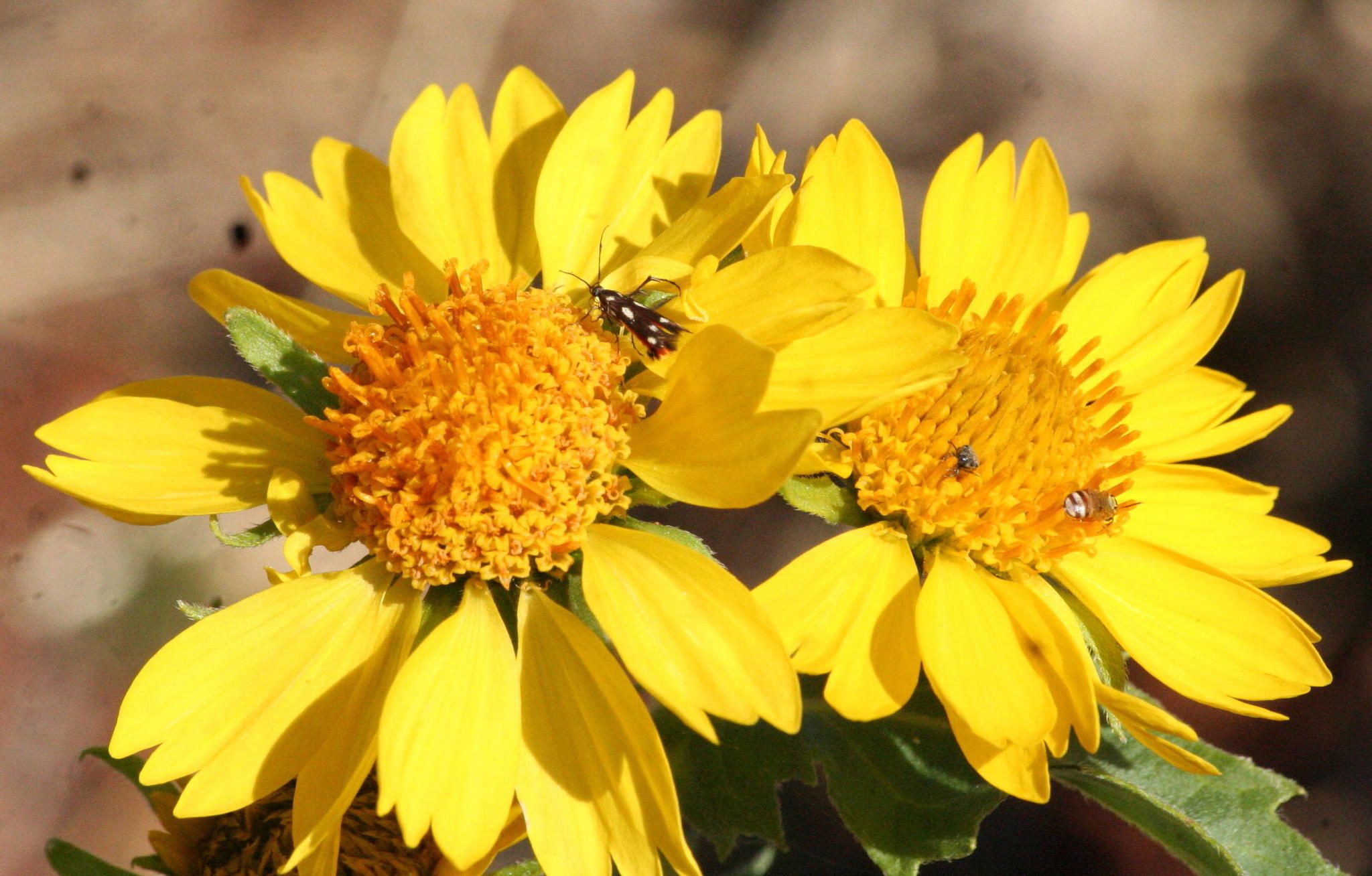 Verbesina encelioides