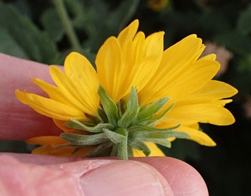Verbesina encelioides