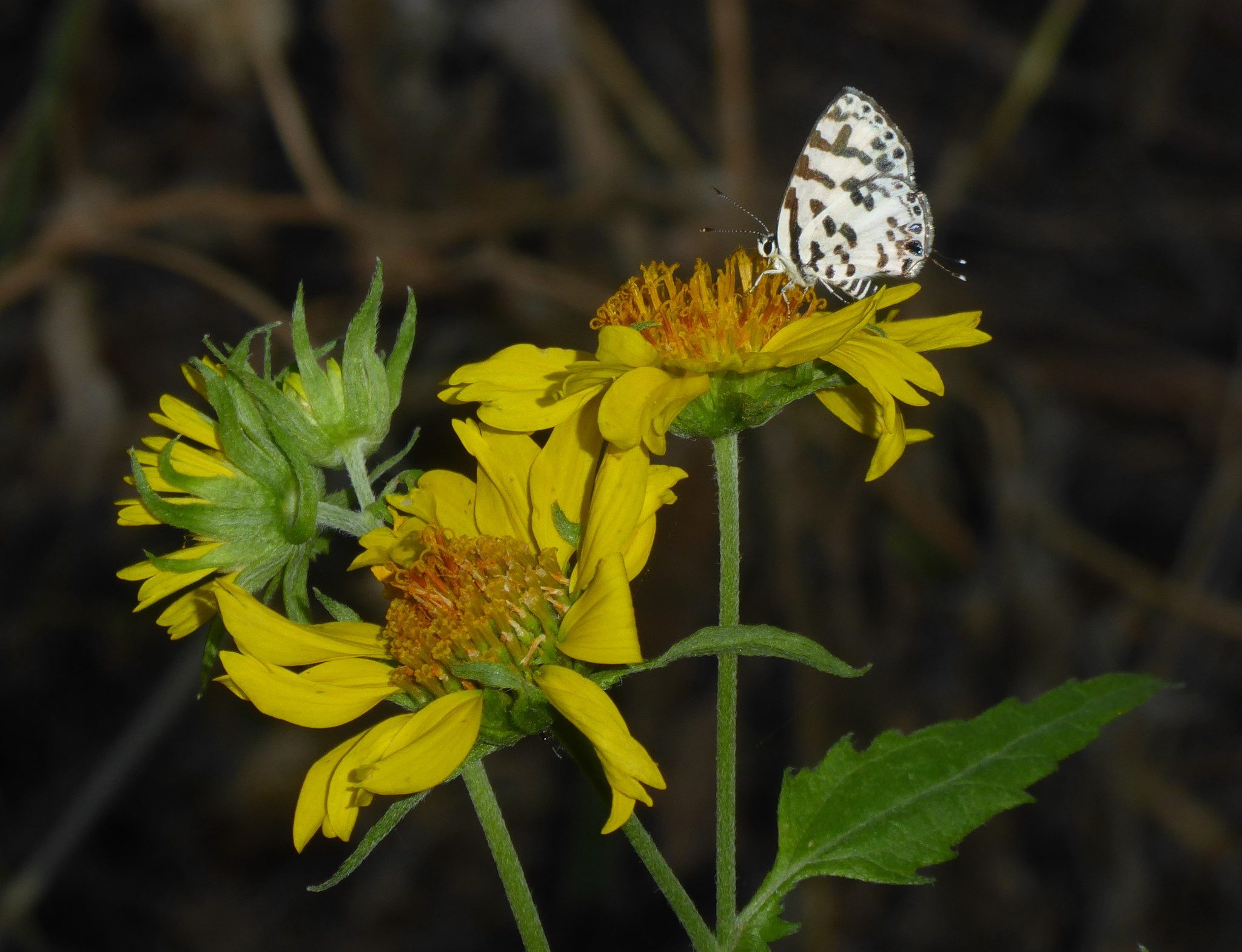 Verbesina encelioides