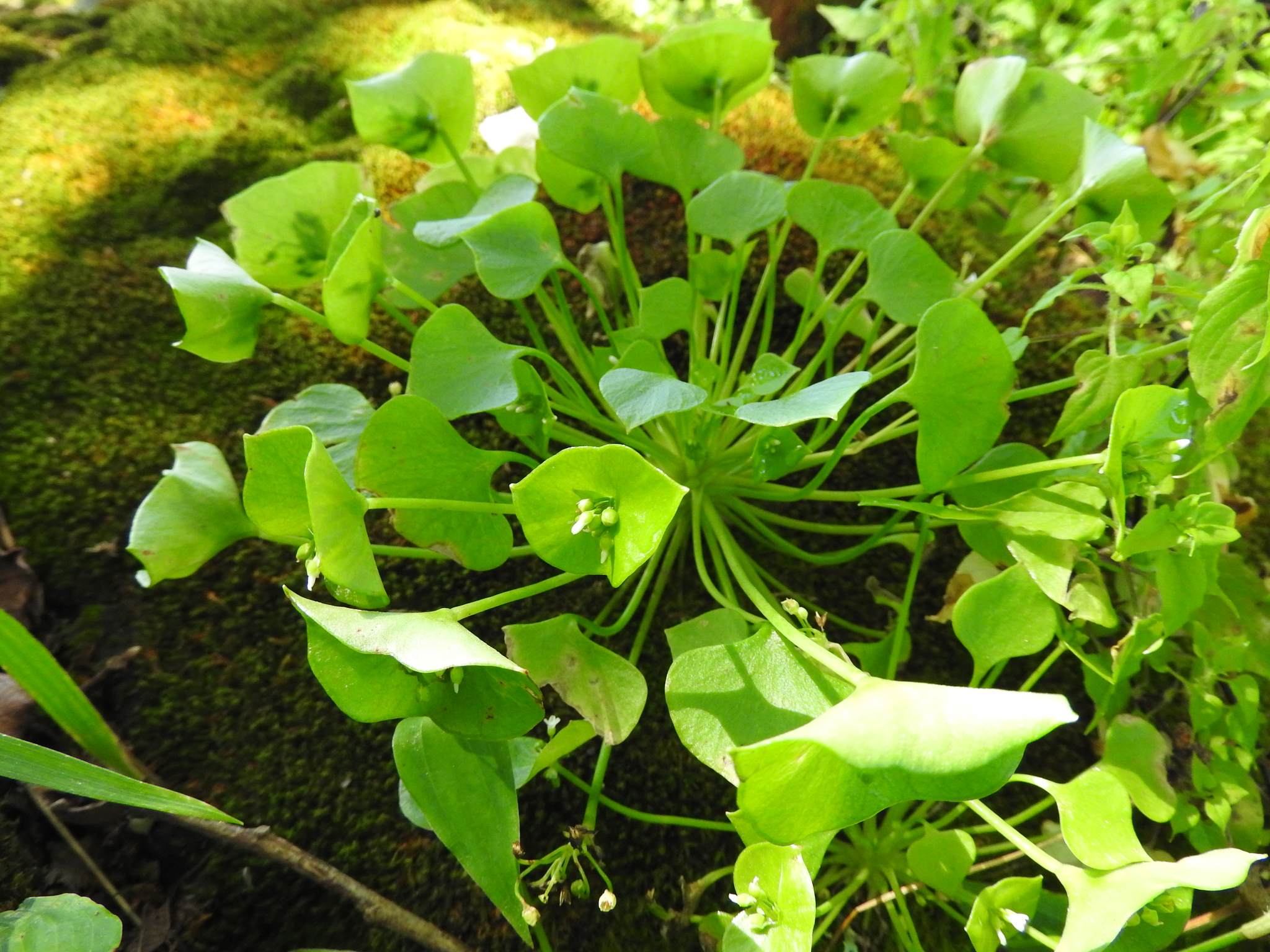 Claytonia perfoliata