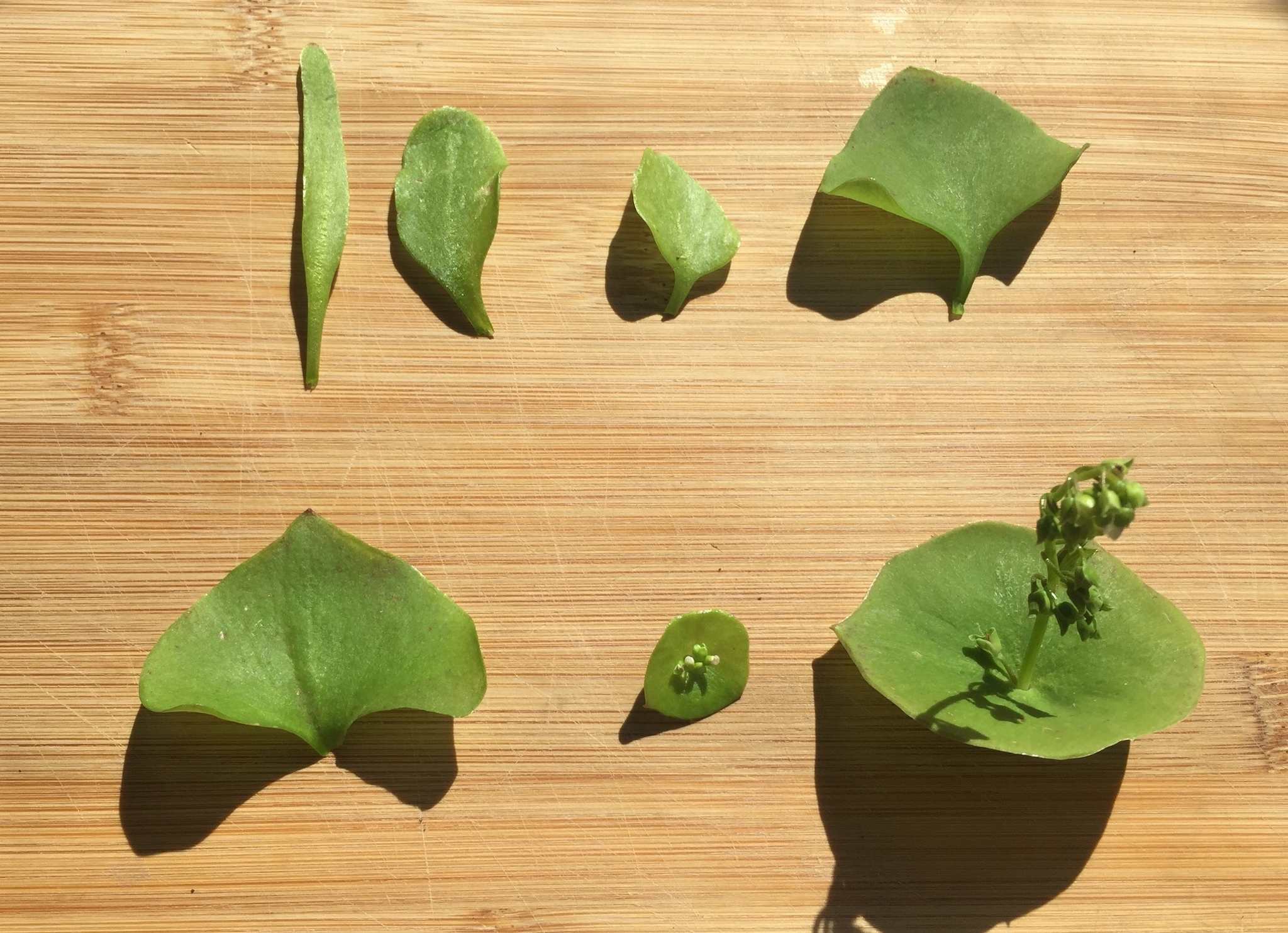 Claytonia perfoliata