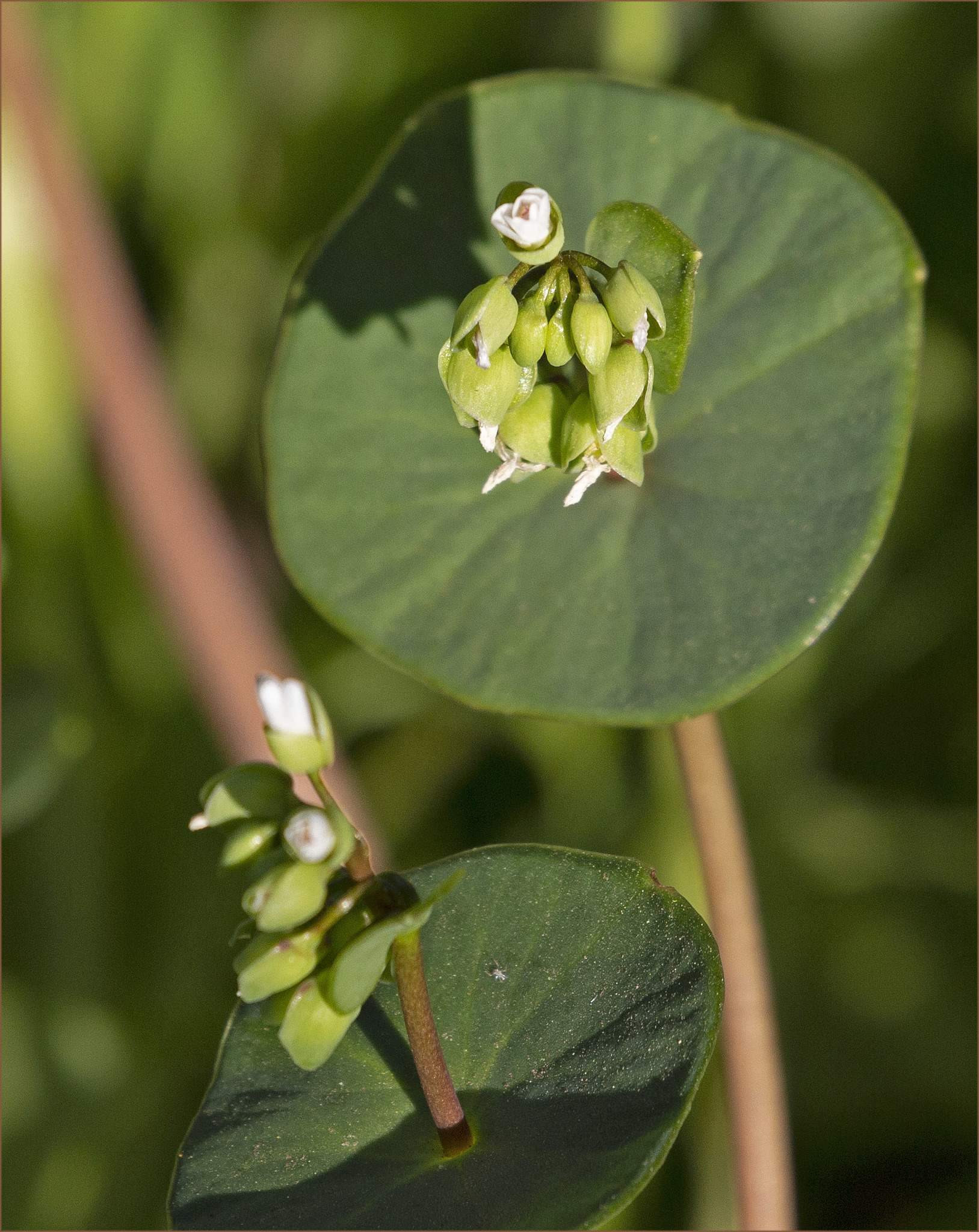 Claytonia perfoliata