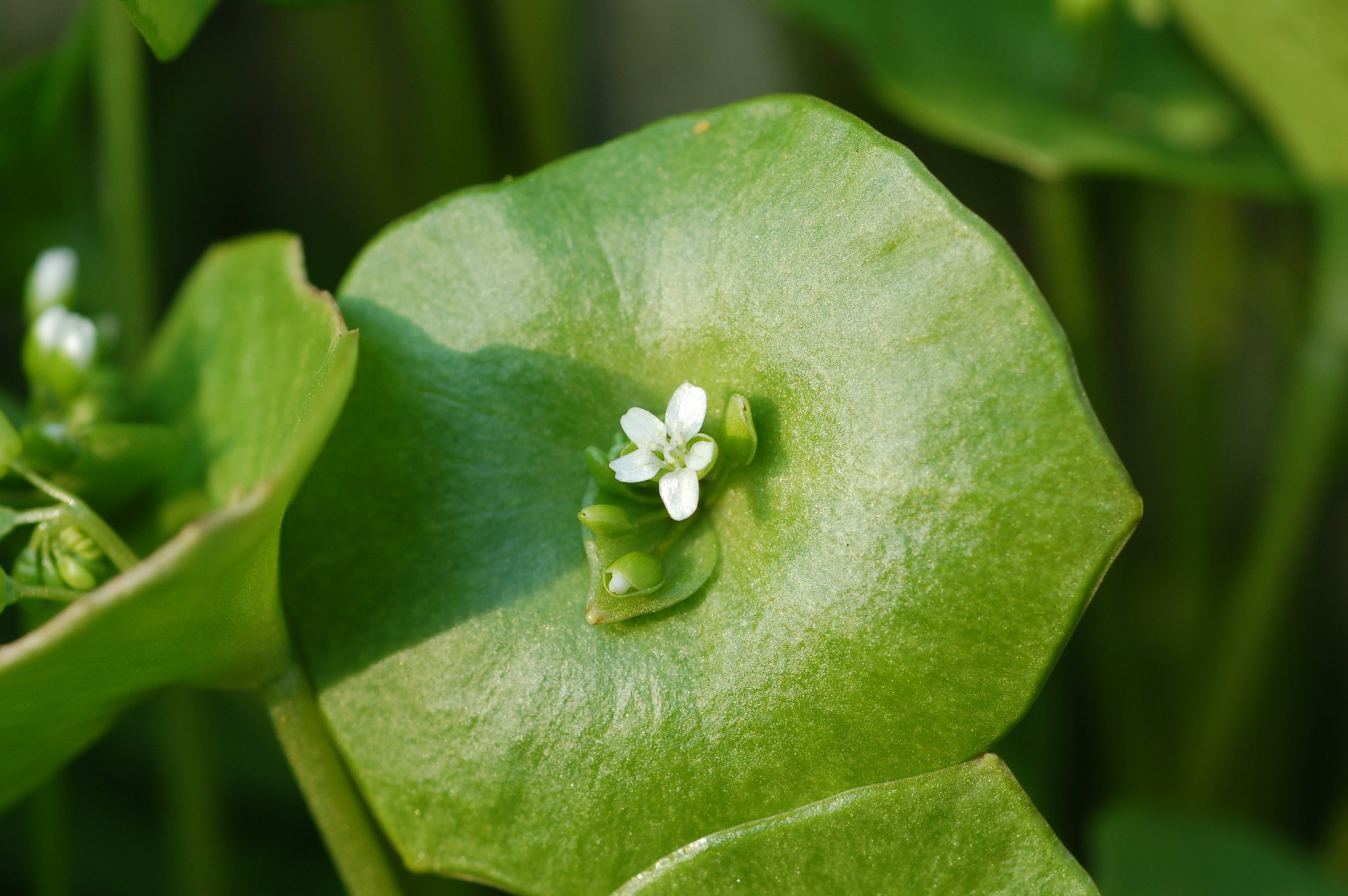 Claytonia perfoliata