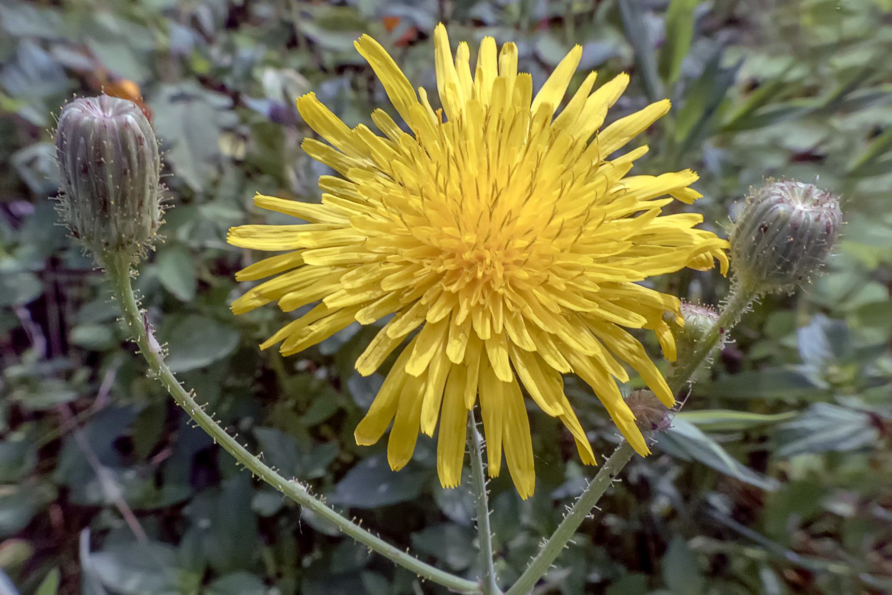 Sonchus arvensis