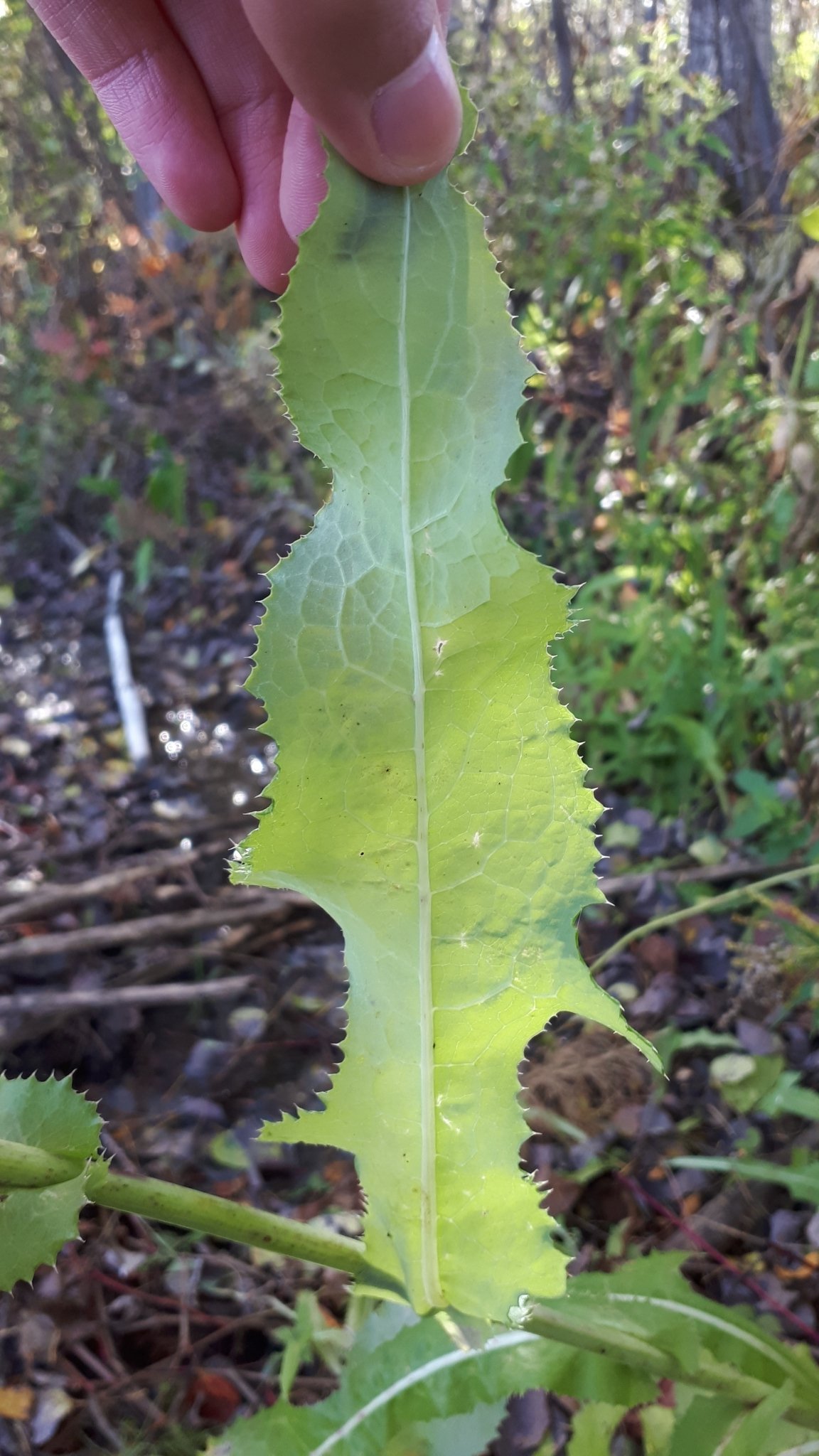 Sonchus arvensis